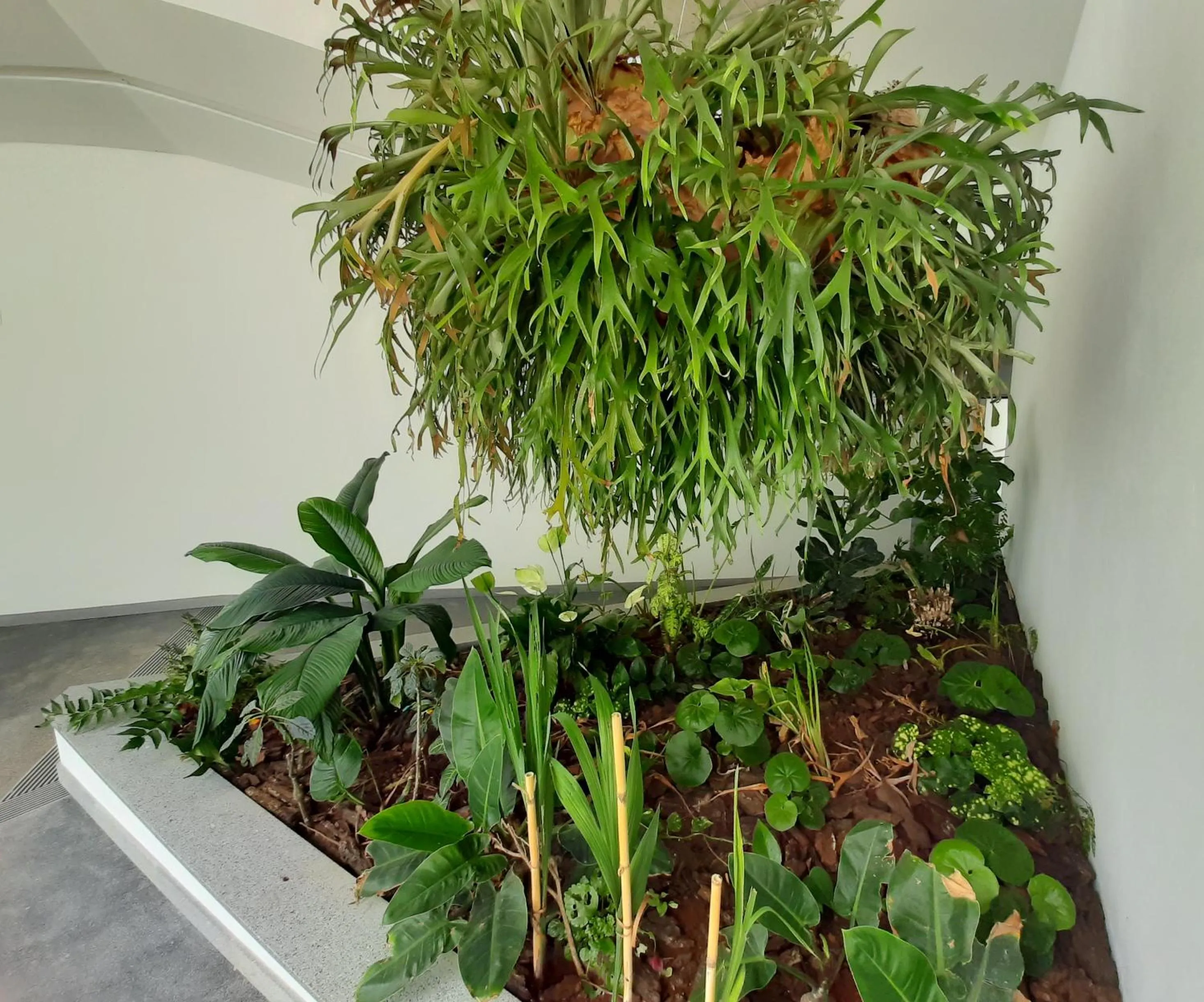 Garden in Hotel Roca Mar