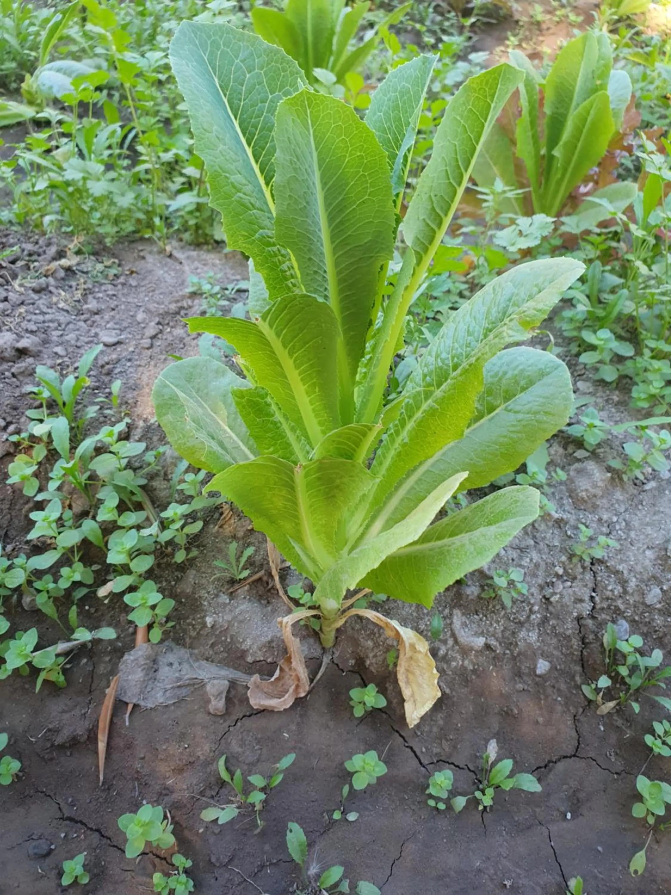 Restaurant/places to eat in Hotel Boutique Posada De Las Flores Loreto
