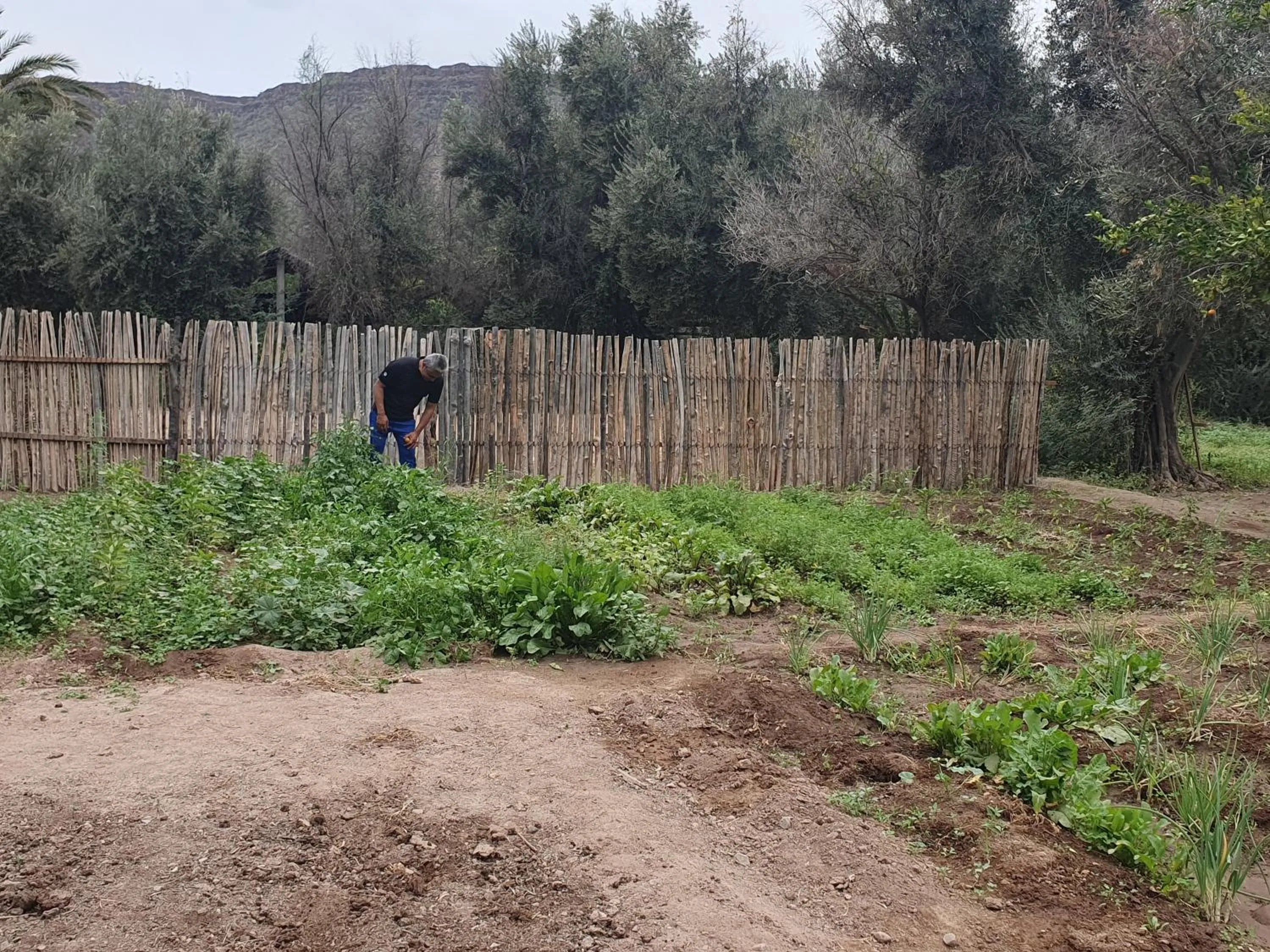 Restaurant/places to eat in Hotel Boutique Posada De Las Flores Loreto
