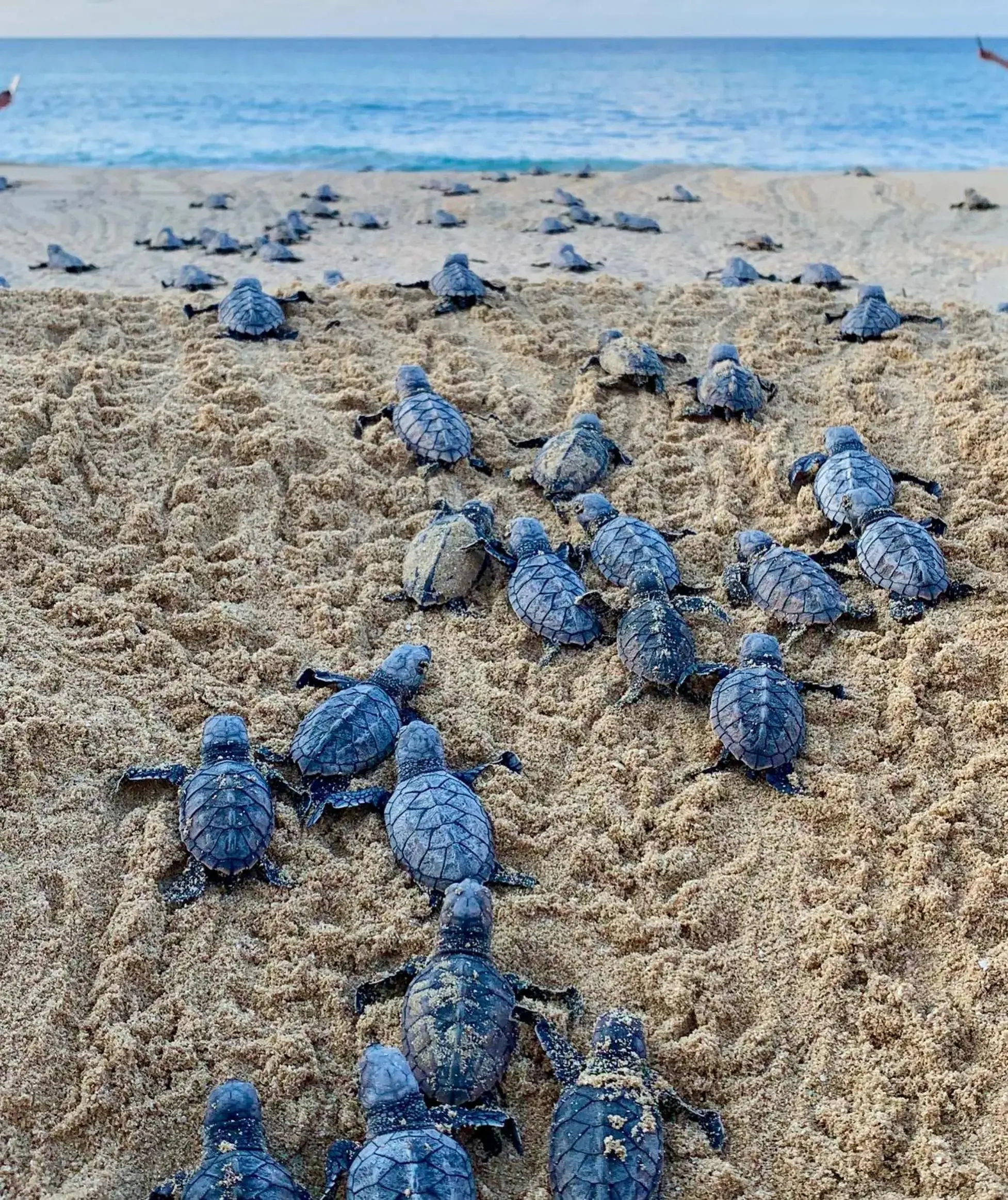 Natural landscape in Jamaica Inn Natural landscape in Jamaica Inn