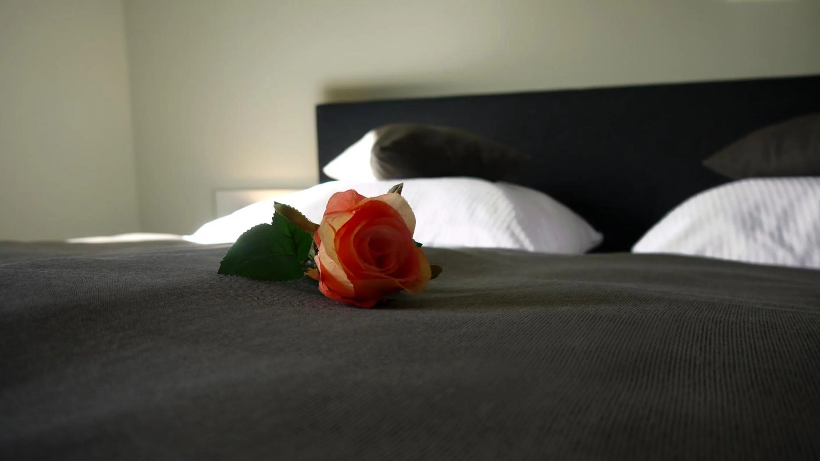 Bed in Lutz Motel