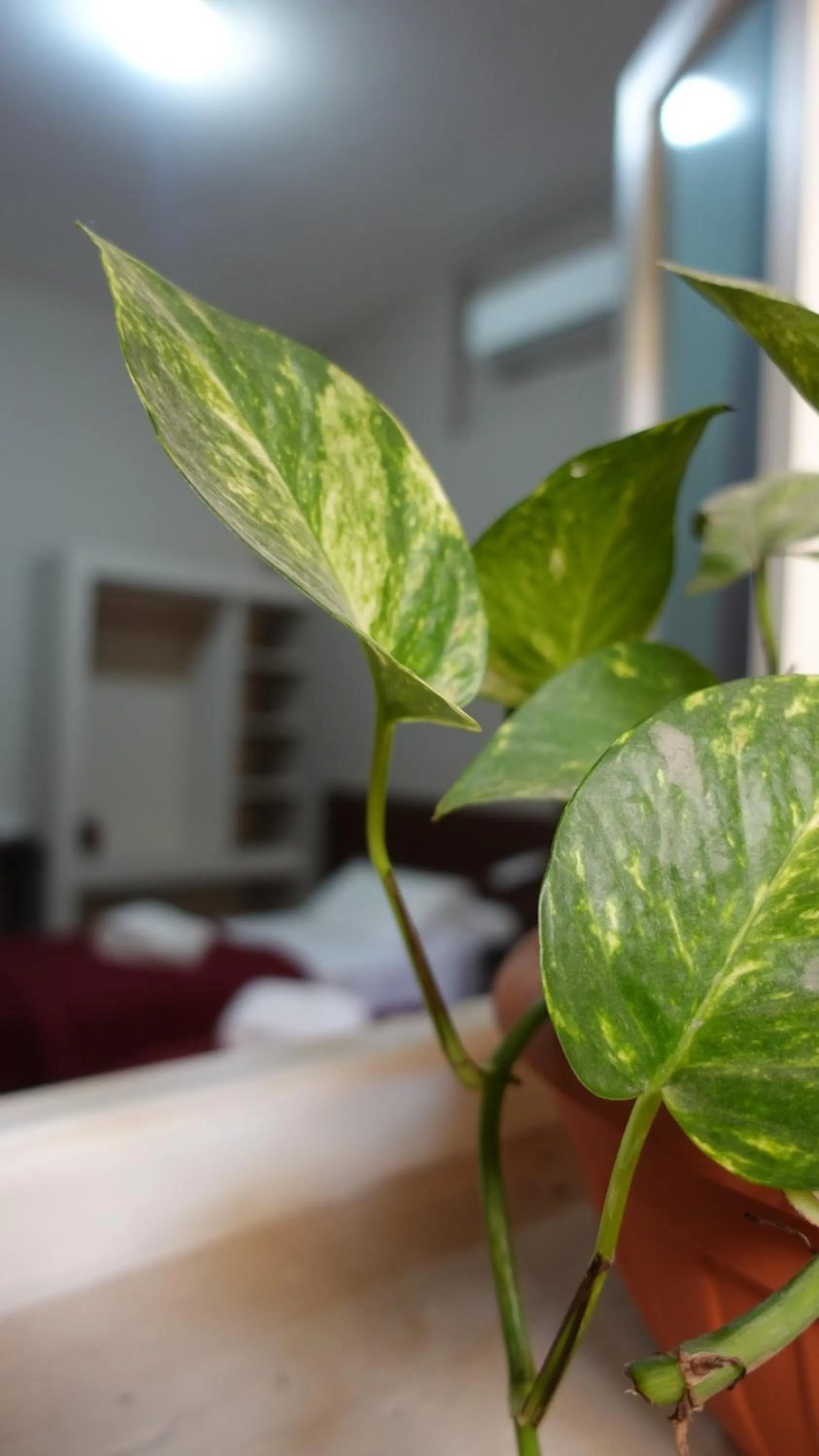 Property building, Bed in Hotel de la Linda