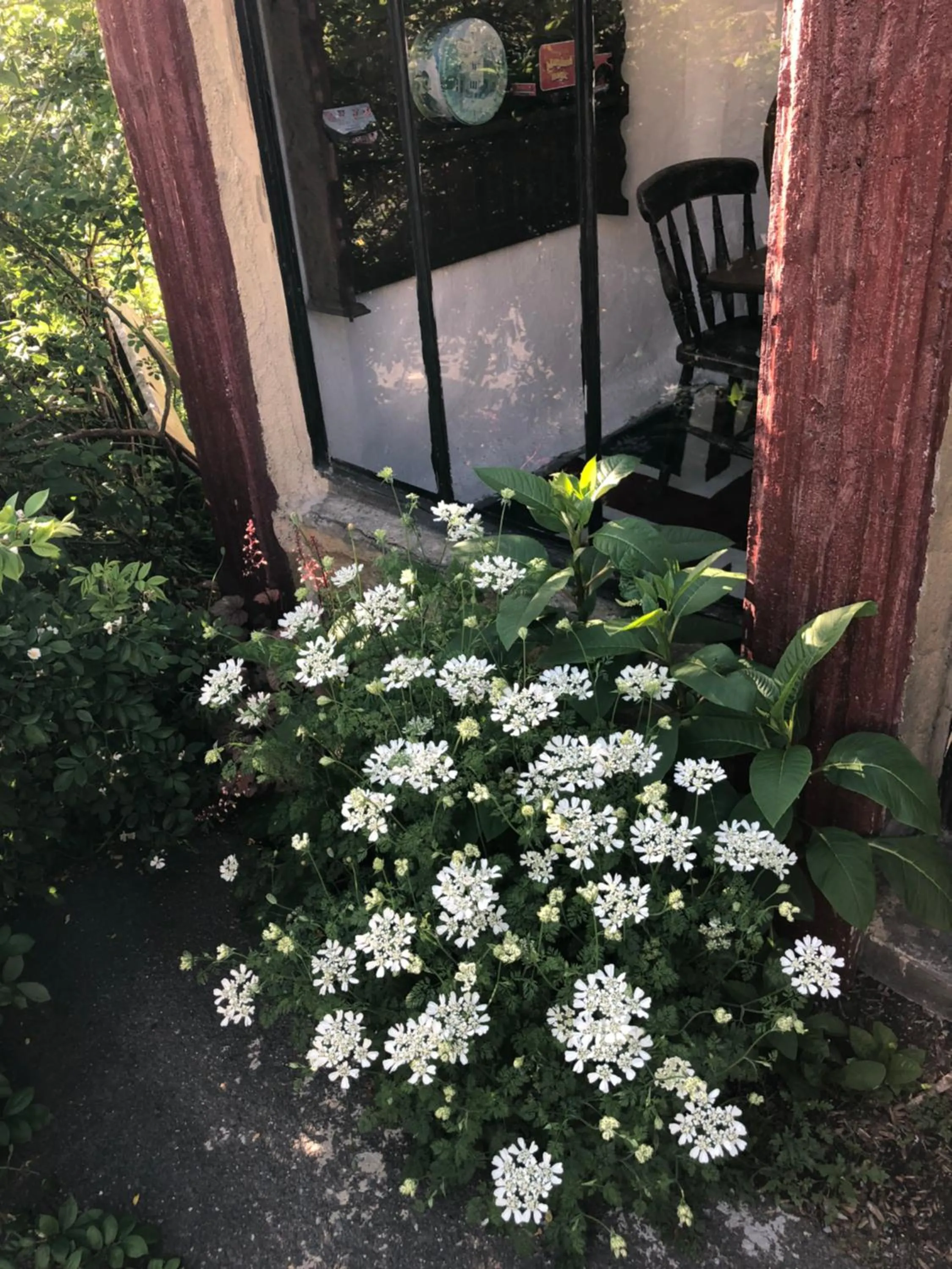 Garden in Dreamton Village