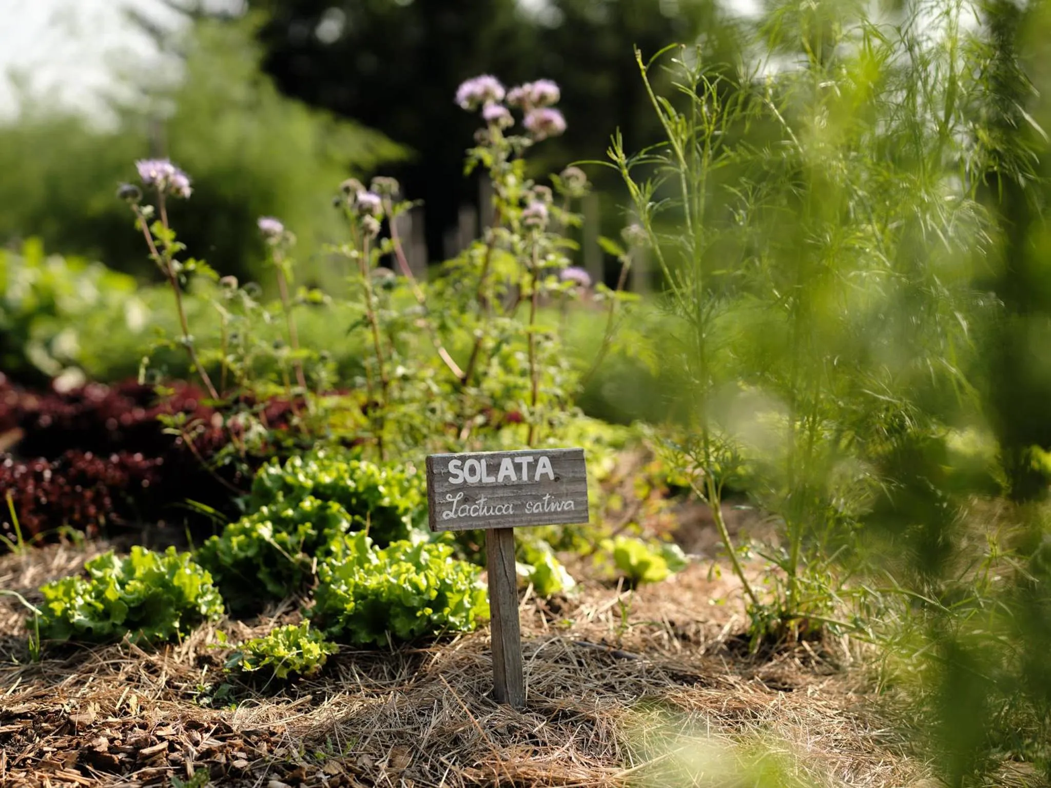 Garden in Hotel Sport - Terme Krka