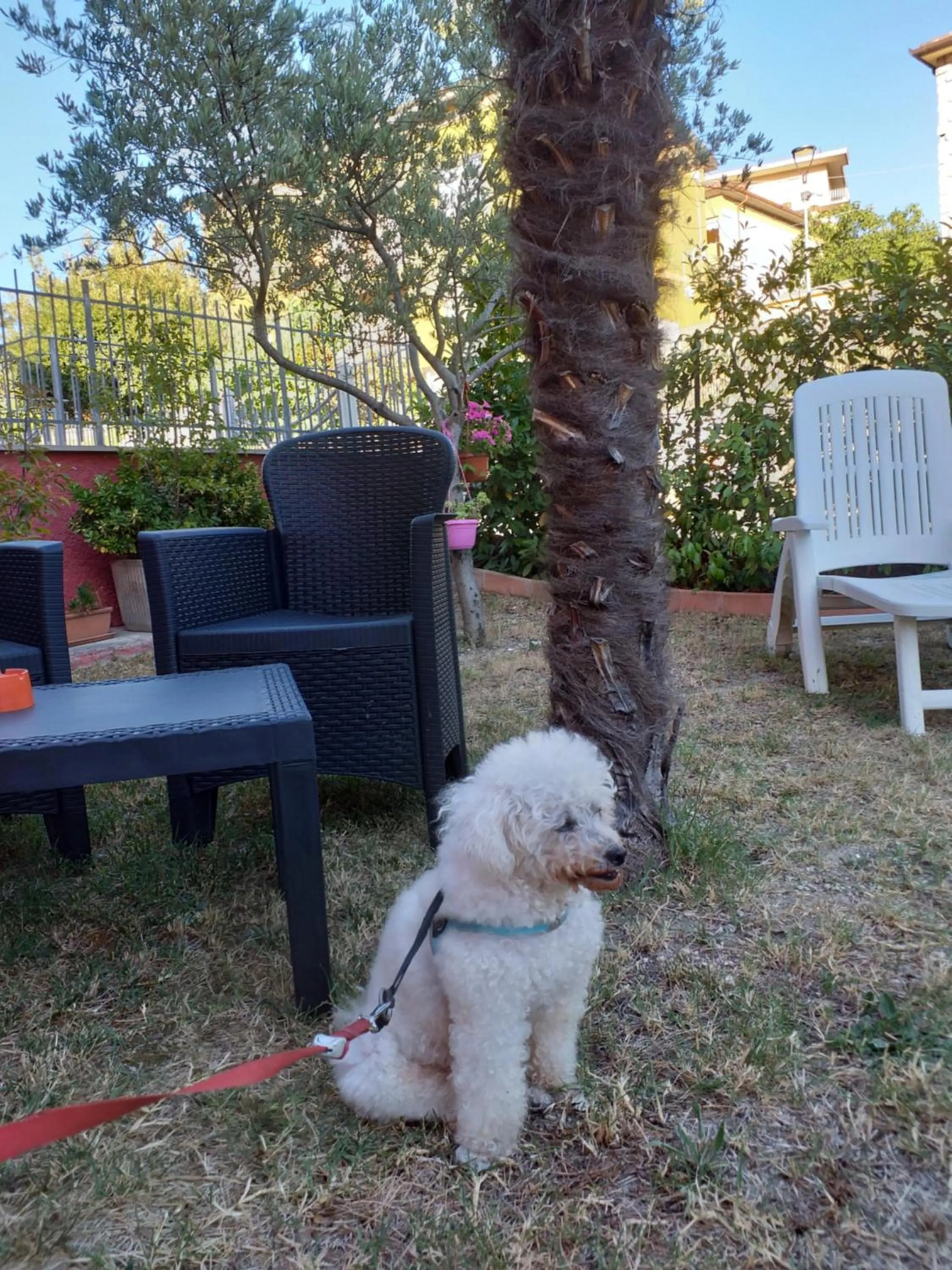 Animals in Bed & Breakfast La Rosa Rossa