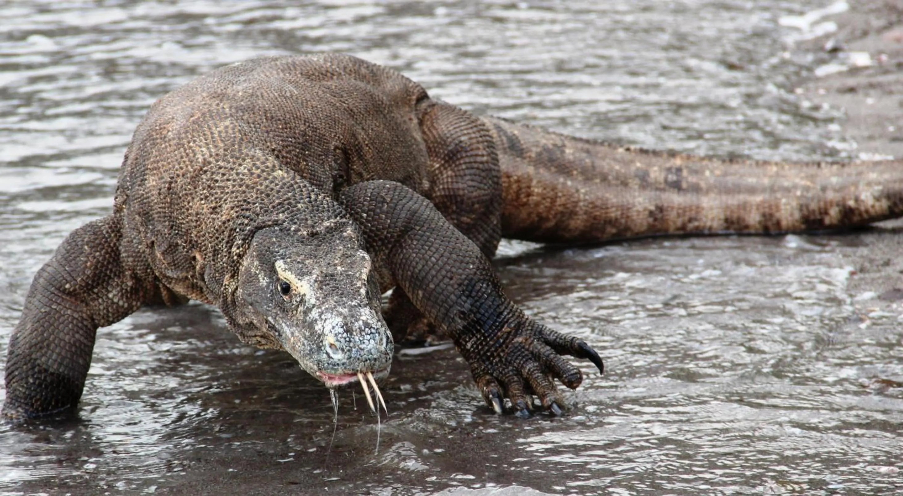 Nearby landmark in Komodo Resort