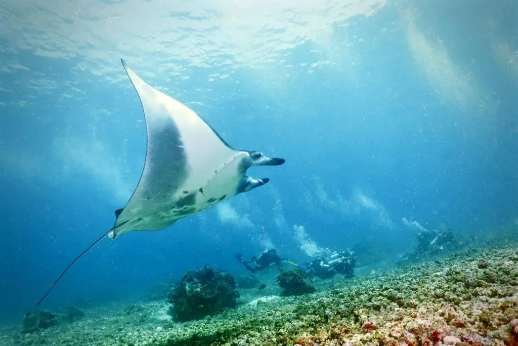 Diving in Komodo Resort