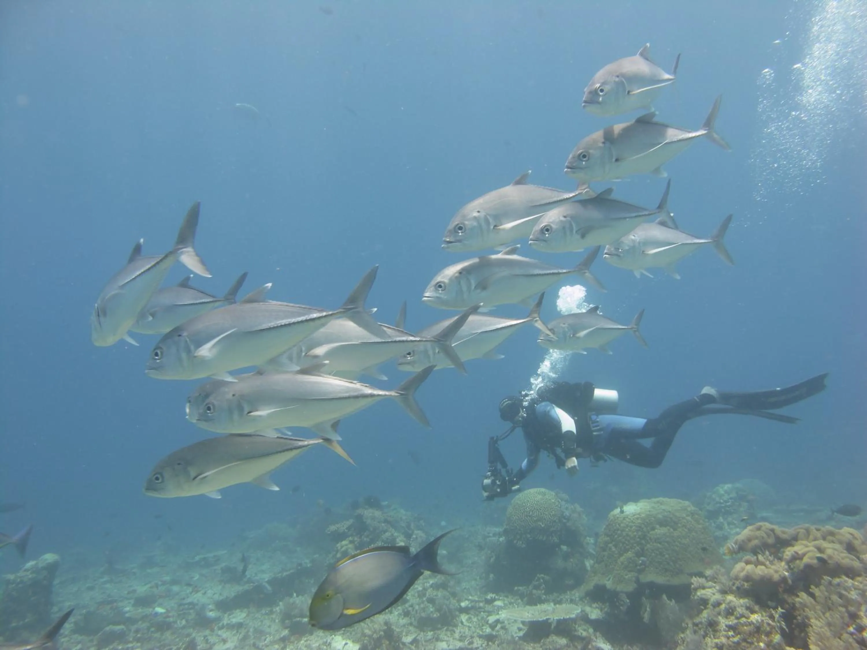 Diving in Komodo Resort