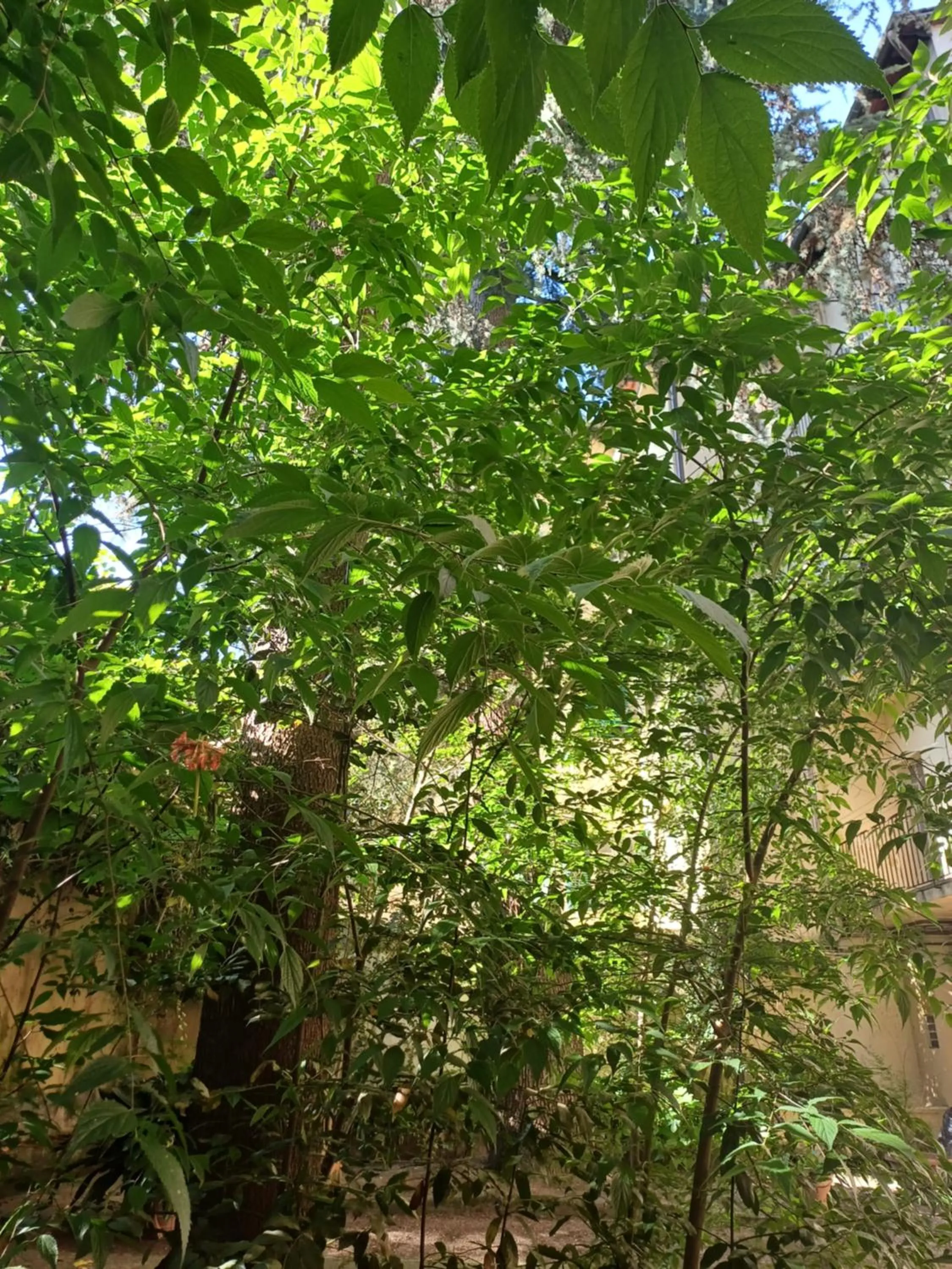 Garden view in La Colonna Historic Centre