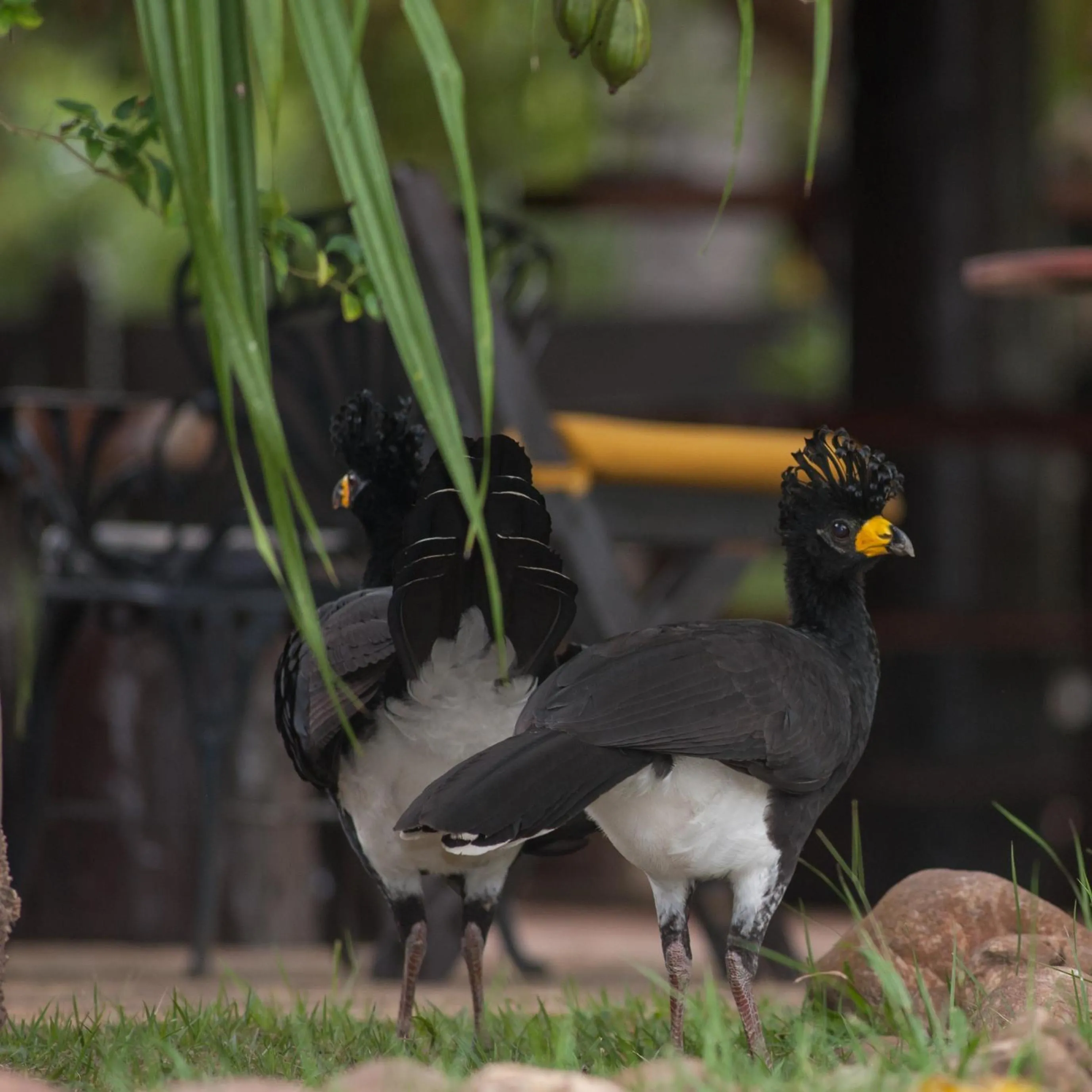 Animals in Pousada Araras Pantanal Eco Lodge