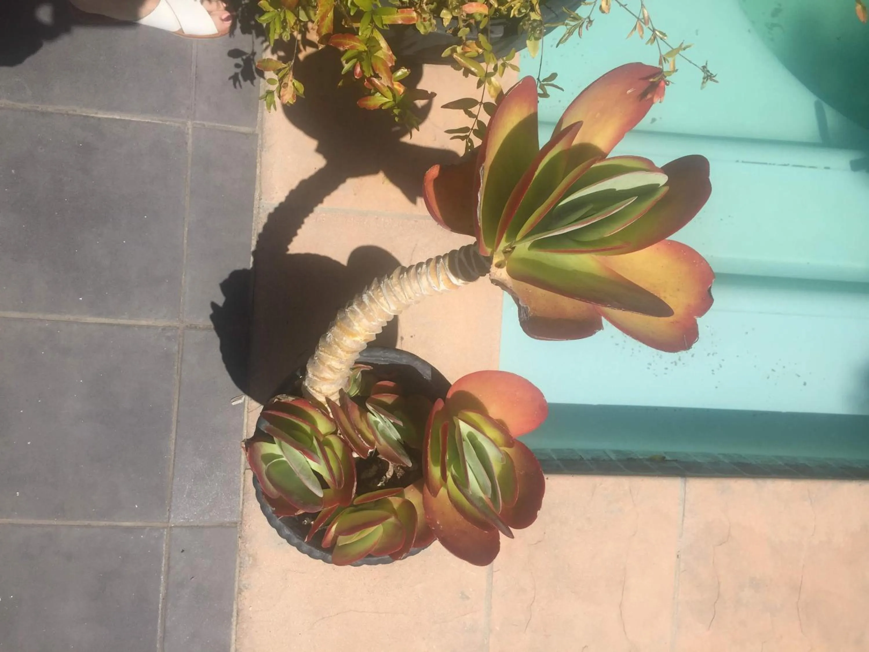 Balcony/Terrace in Little Scotia