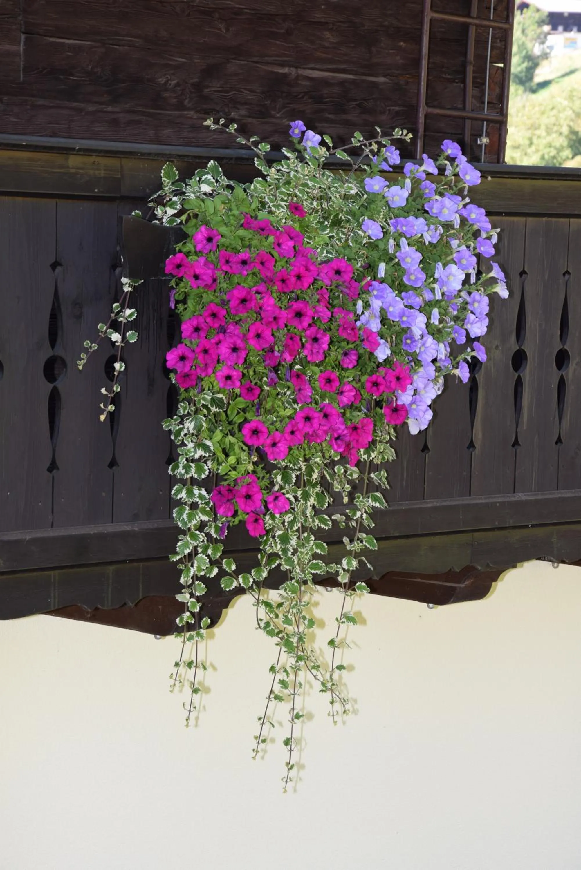 Garden in Hotel - Restaurant - Sonnblick