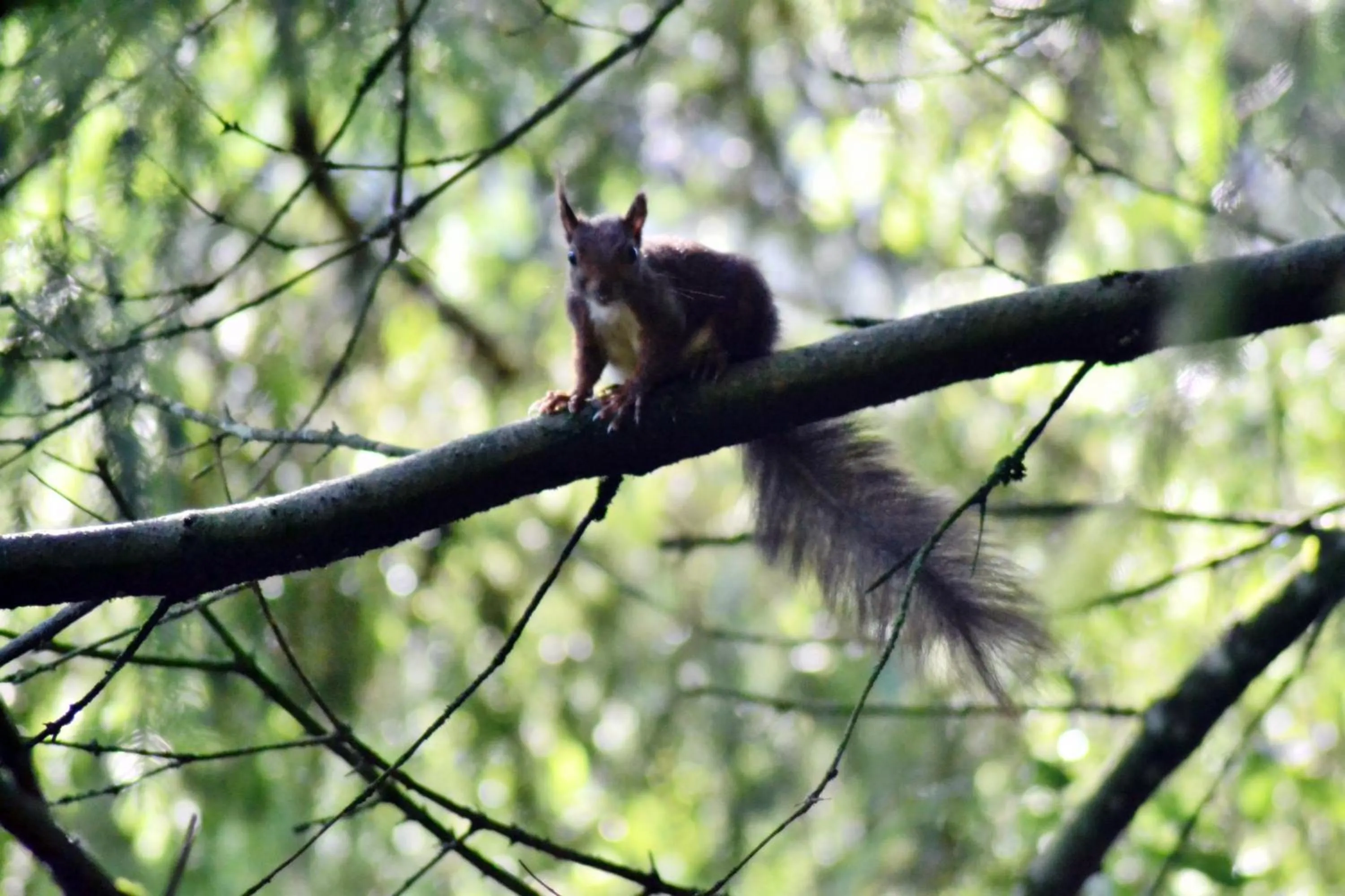Animals in Chambres d'hôtes La Gargaille