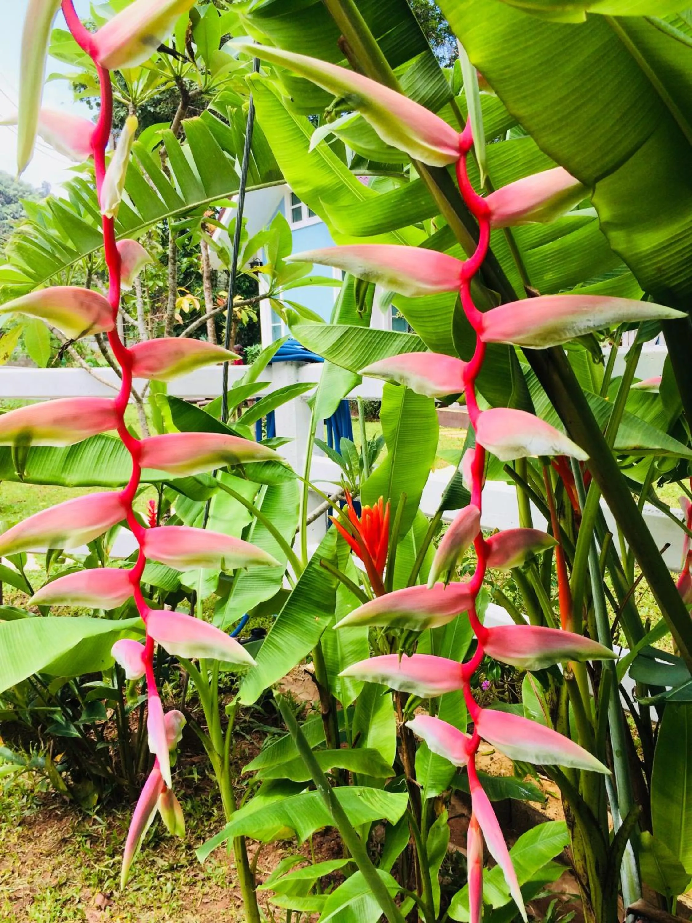 Garden in Snapper House