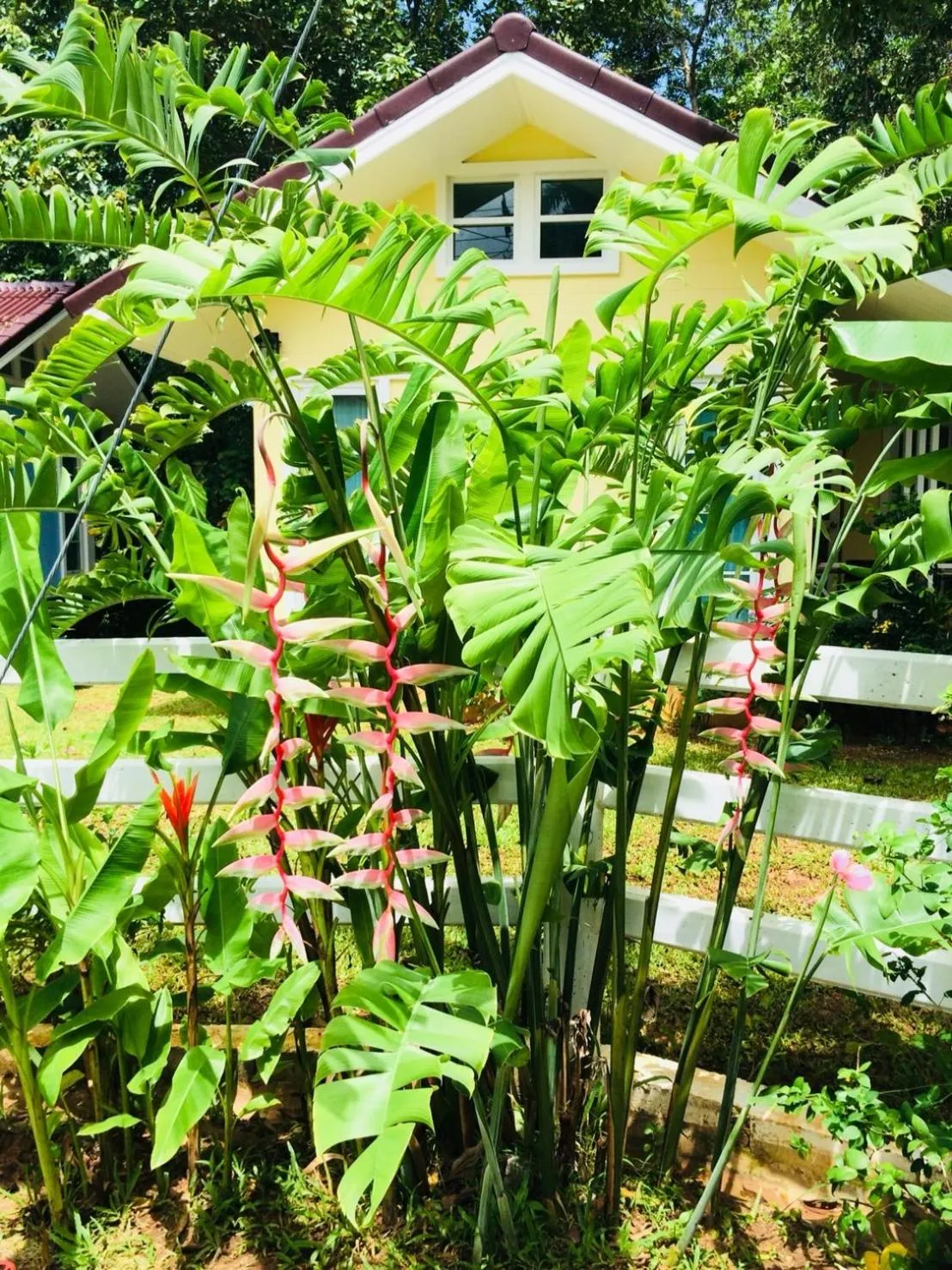 Day in Snapper House