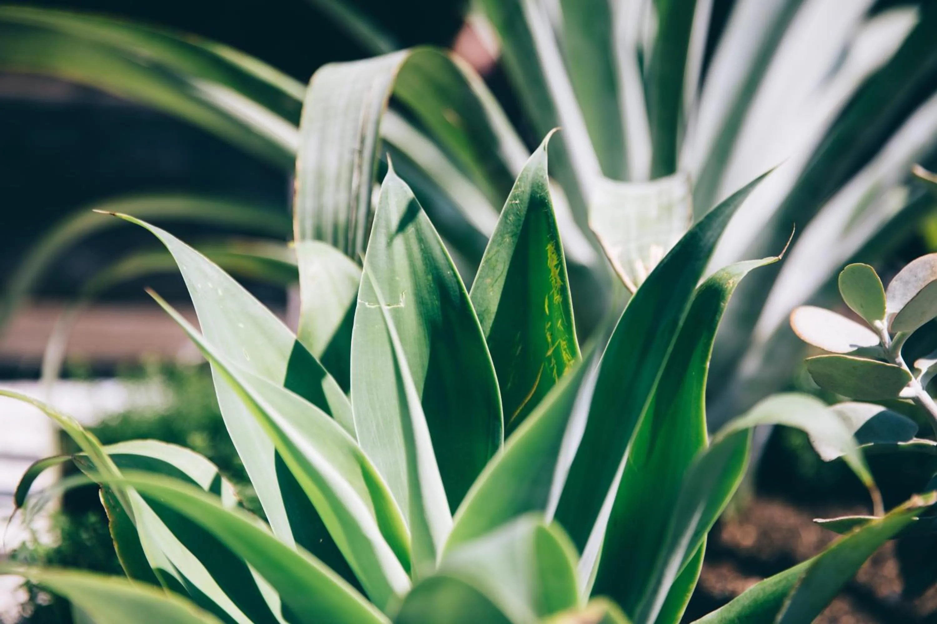 Garden in Coogee Bay Hotel