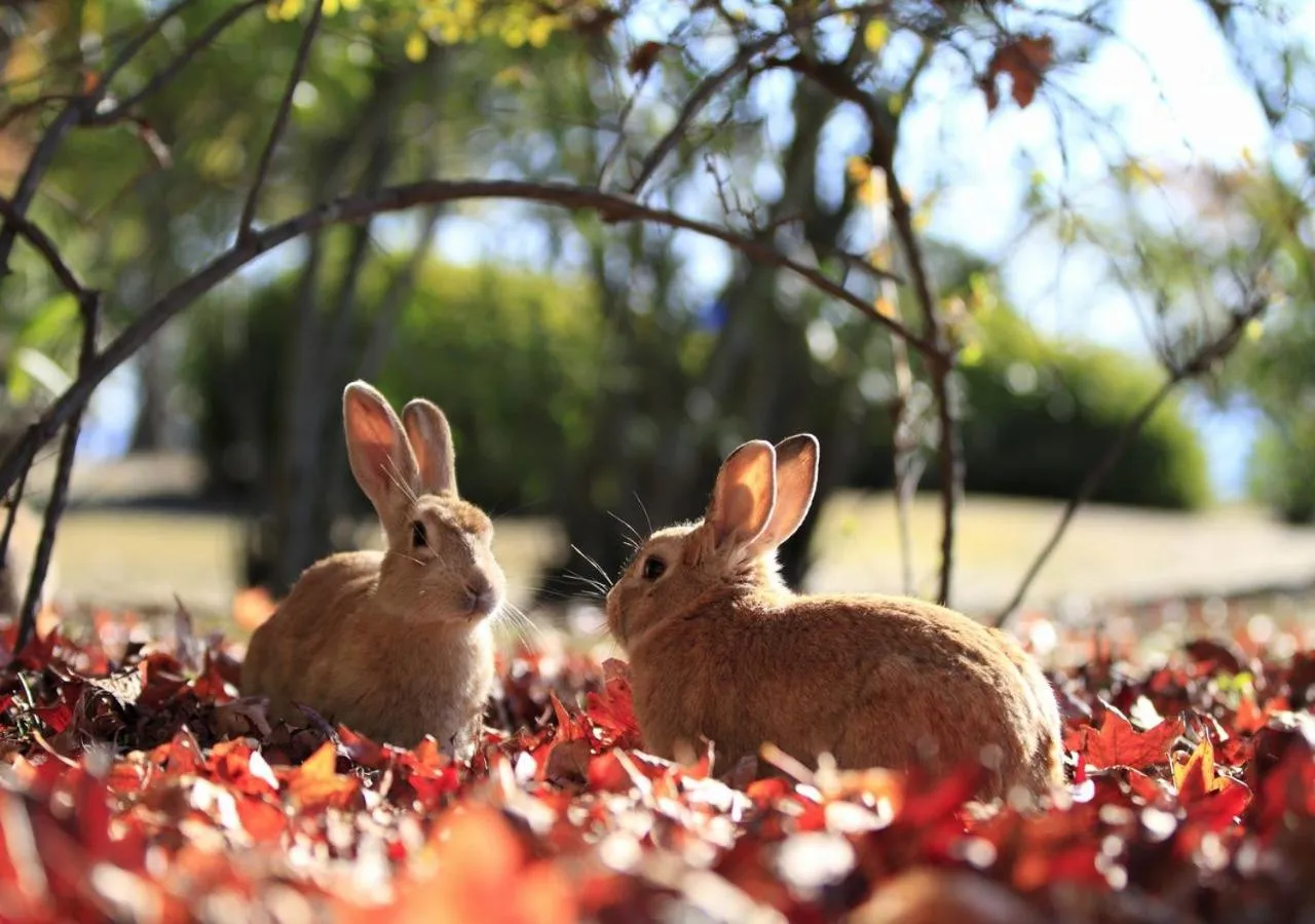 Kyukamura Ohkunoshima