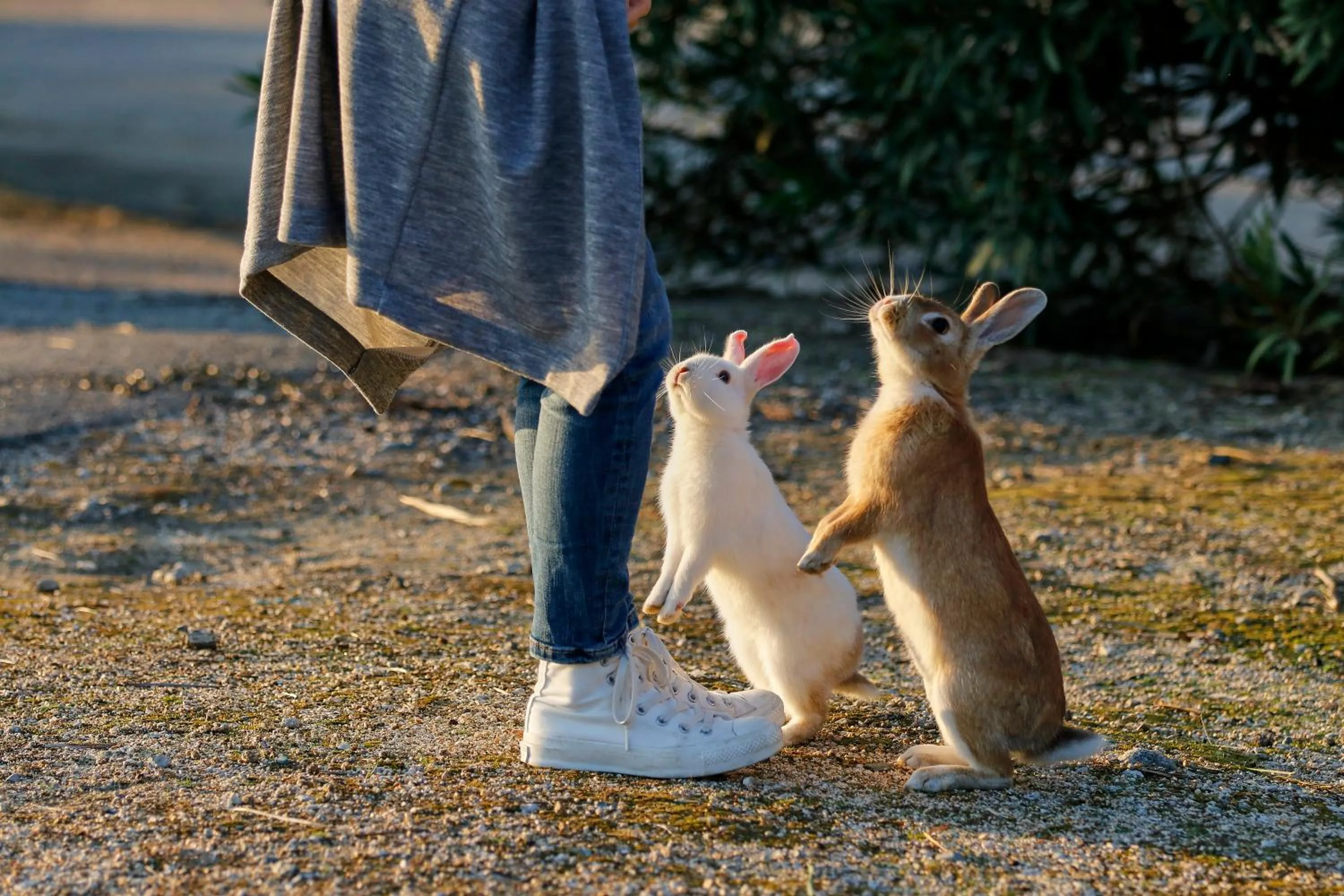 Kyukamura Ohkunoshima