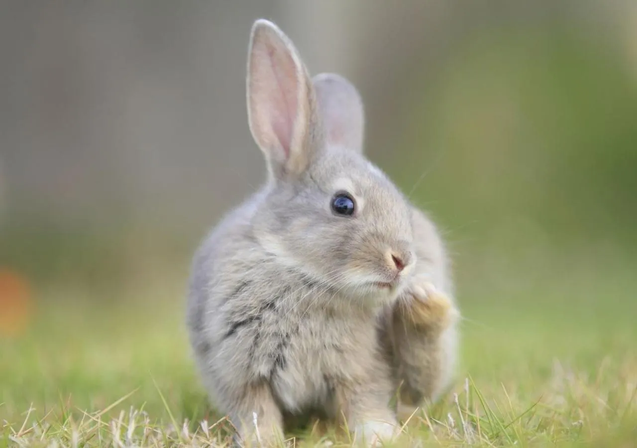 Kyukamura Ohkunoshima