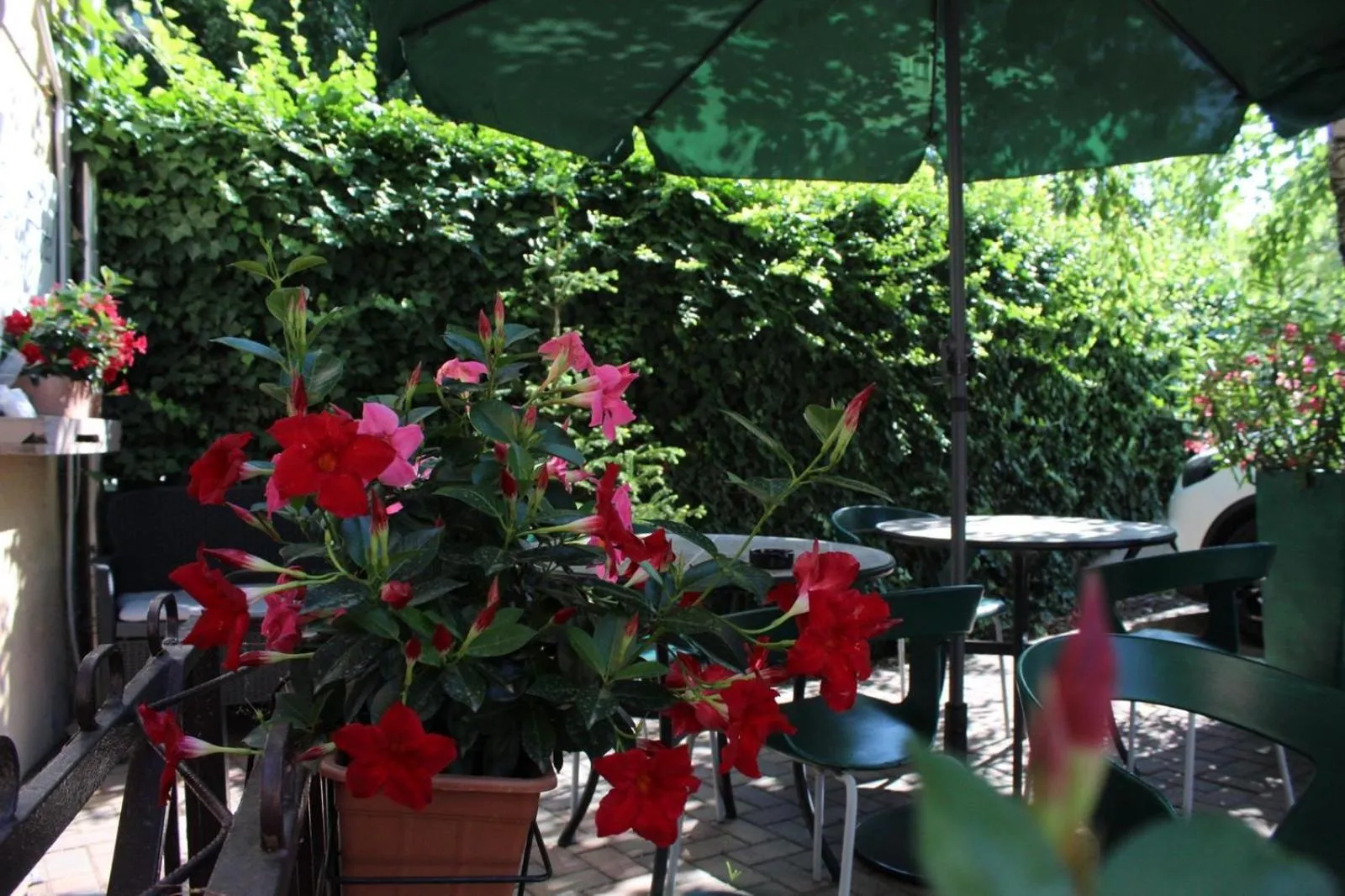 Garden in Domino Hotel