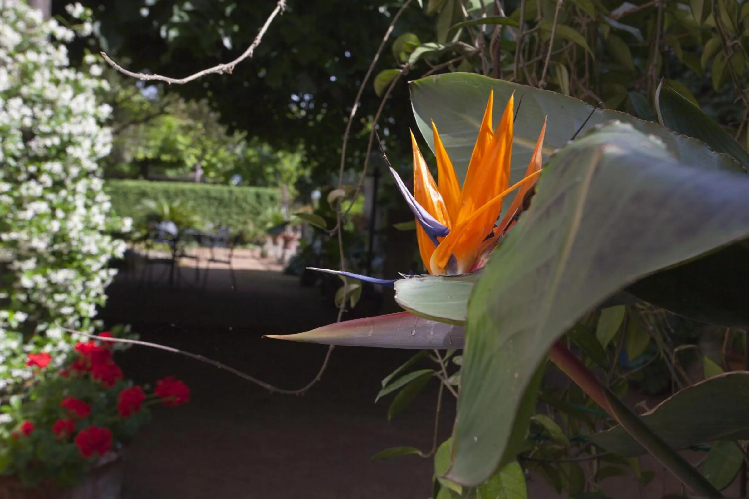 Garden in Albergo Stella
