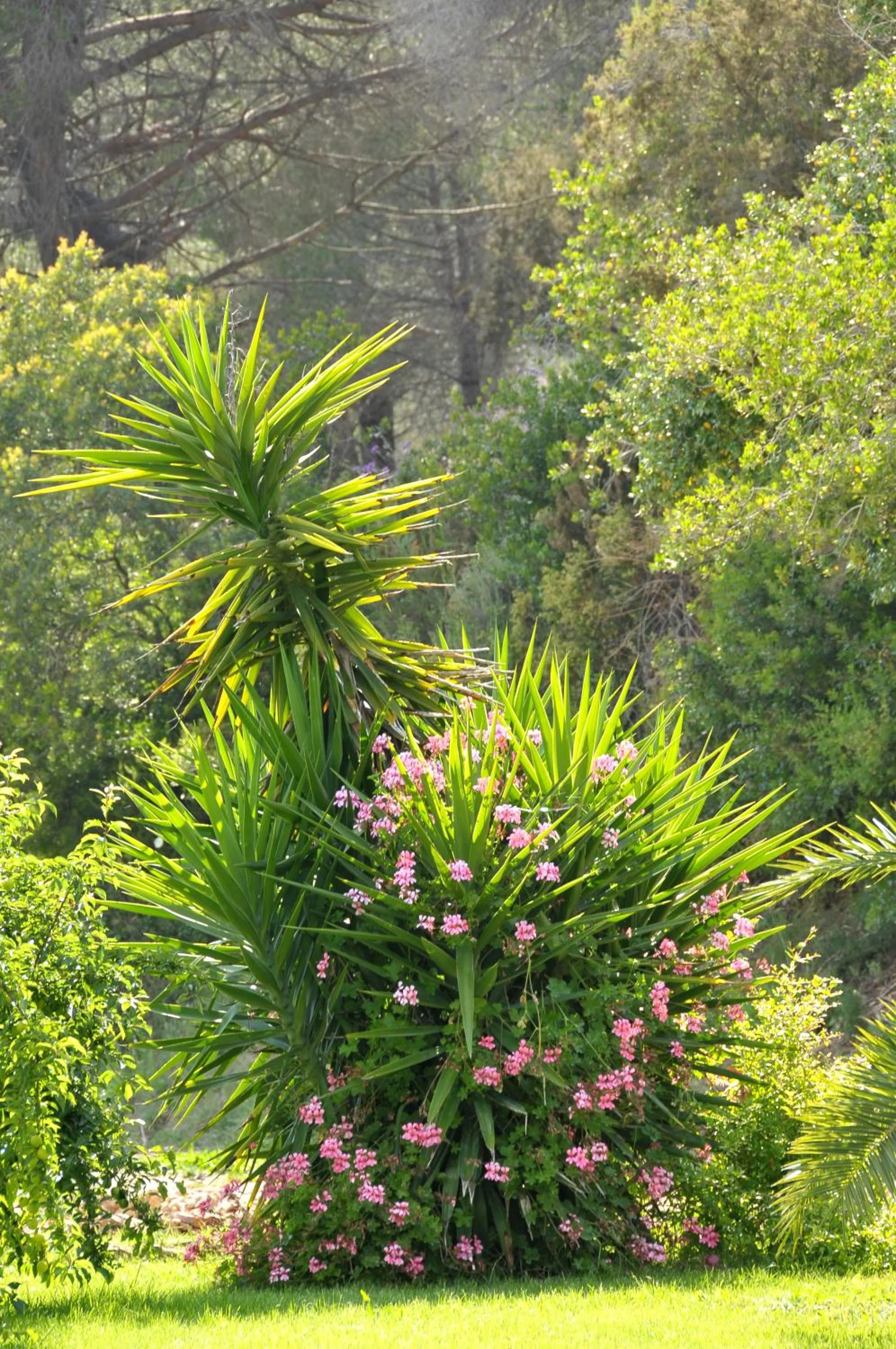 Garden in Hotel Villa Rodriguez