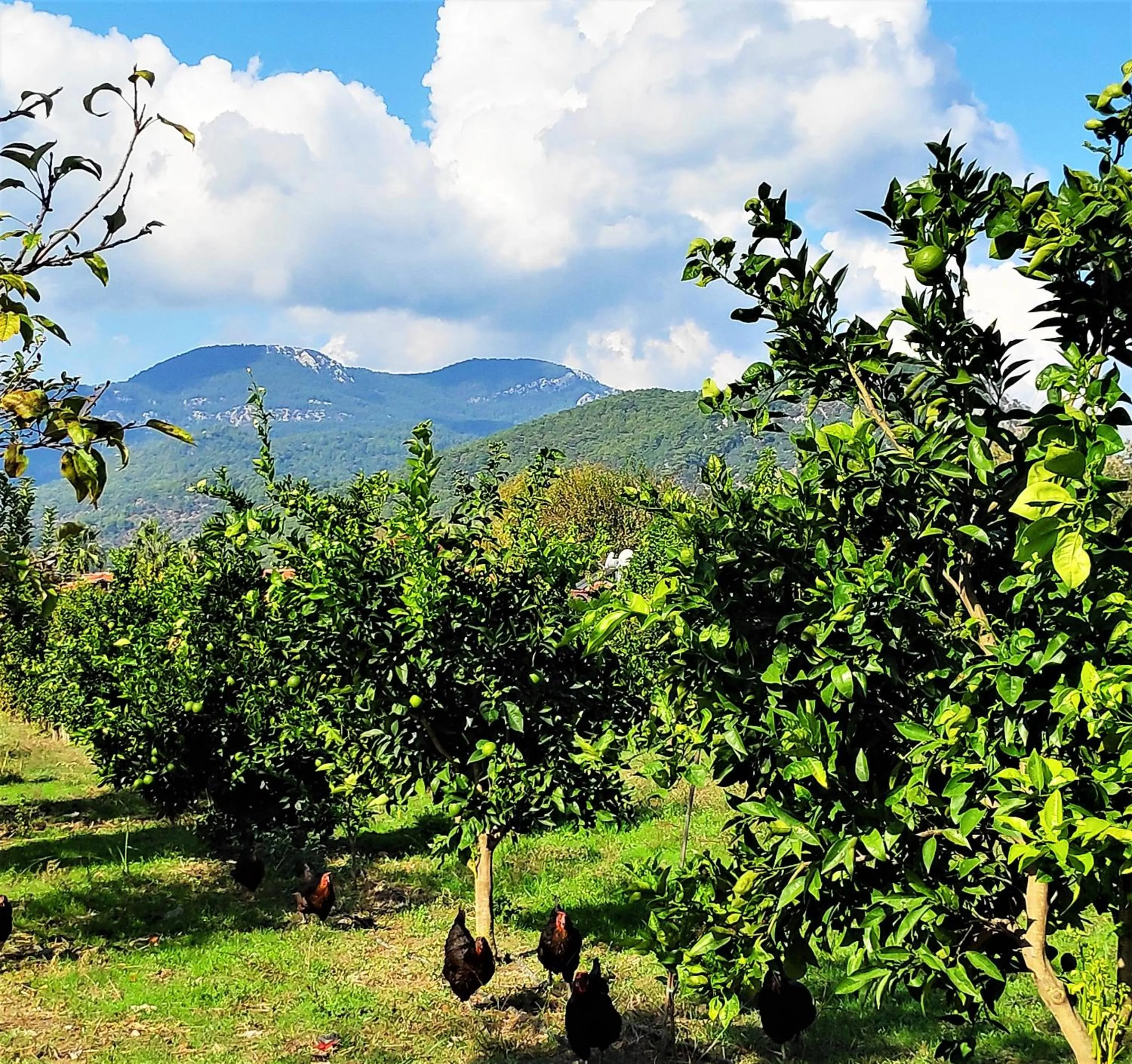 Garden in Bahaus Resort