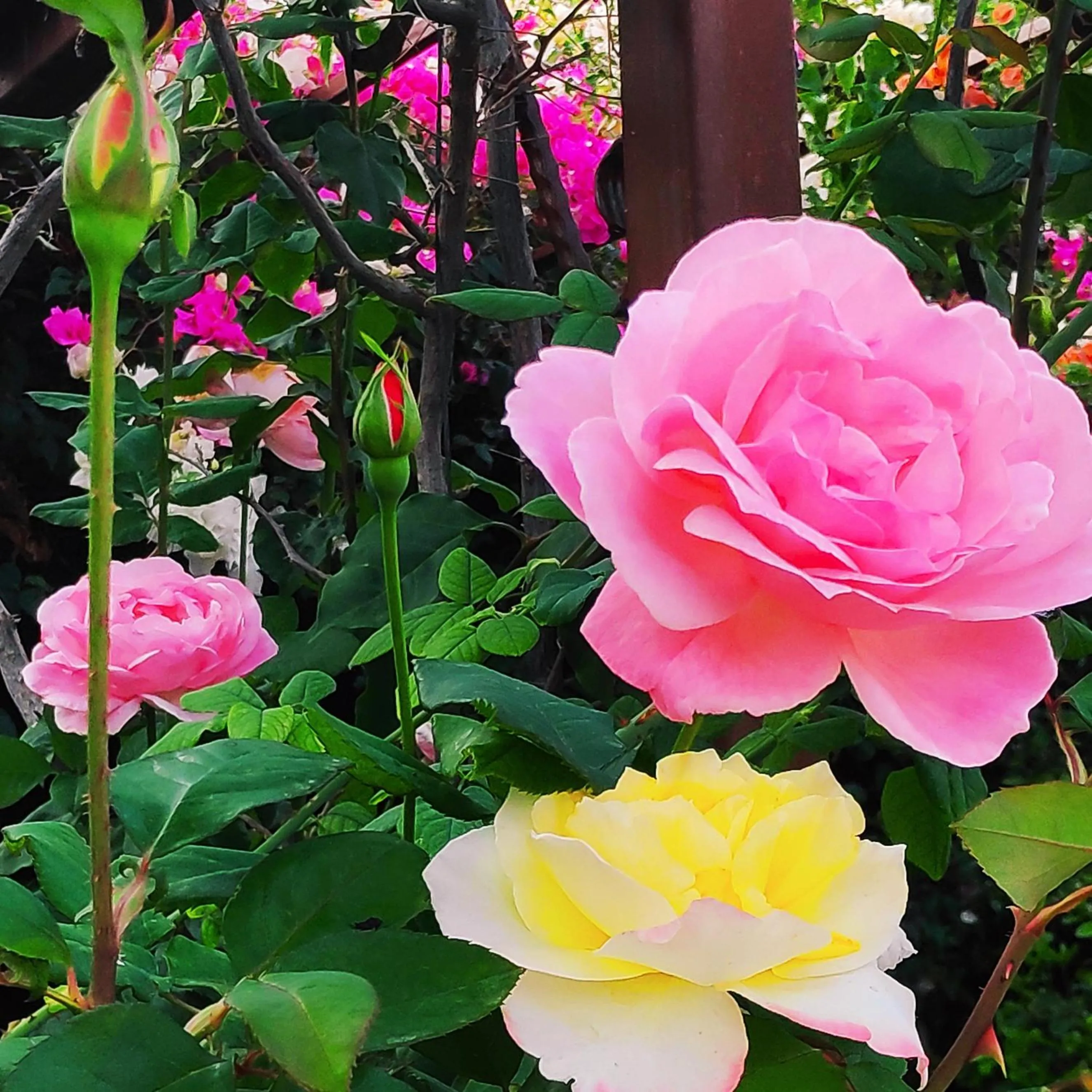 Garden in Bahaus Resort