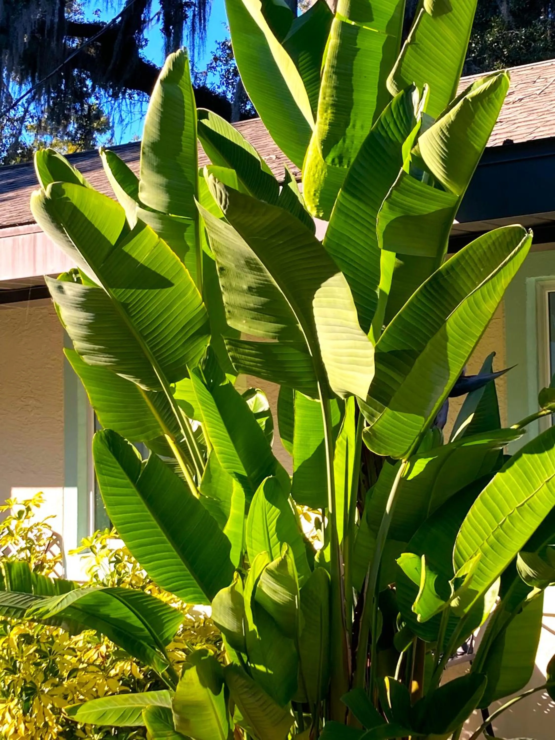 Garden in Retreat at Crystal Manatee