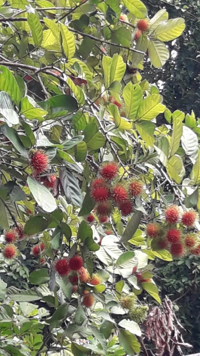 Natural landscape in Baan Hotelier Resort