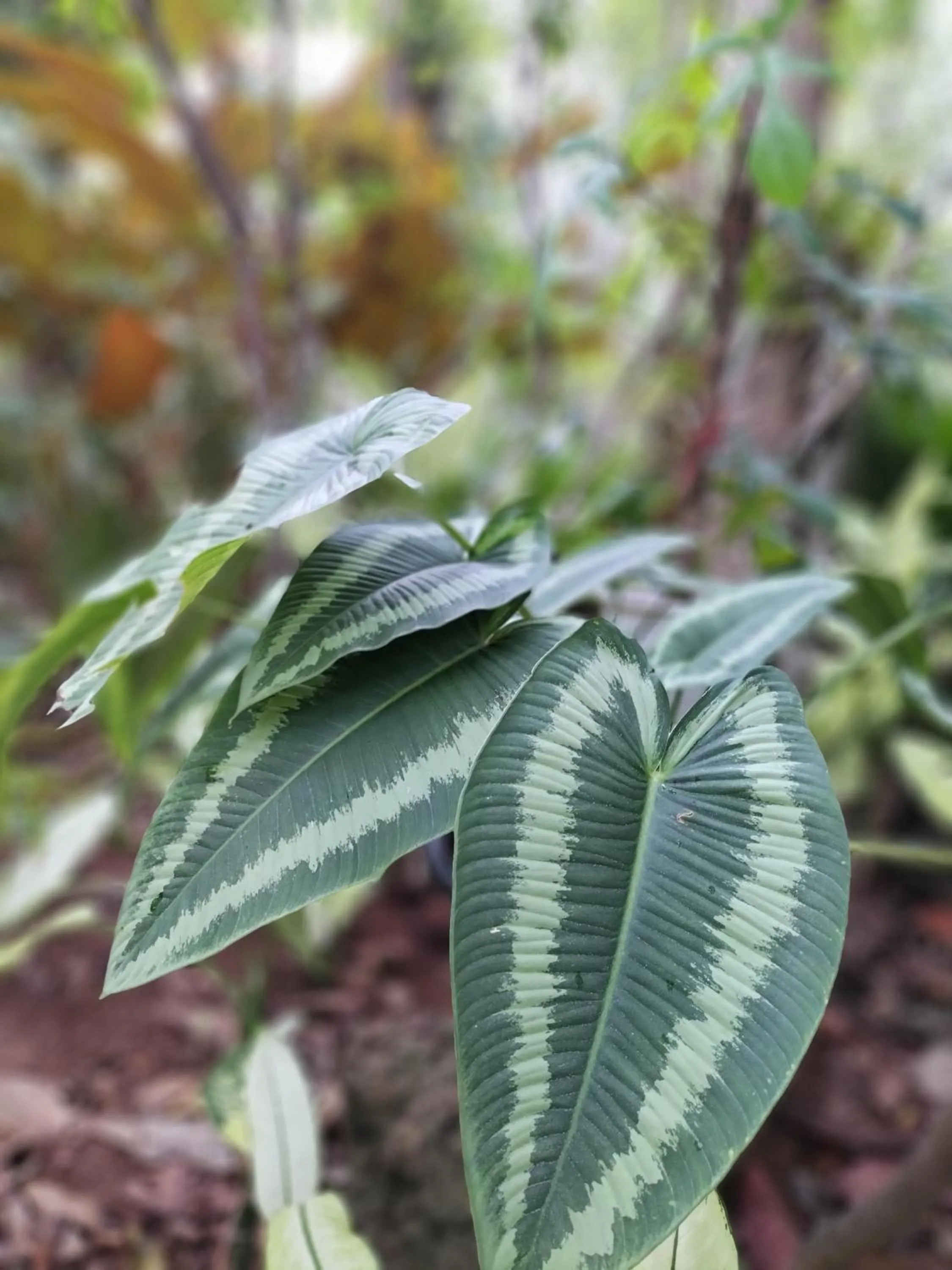 Natural landscape in Baan Hotelier Resort