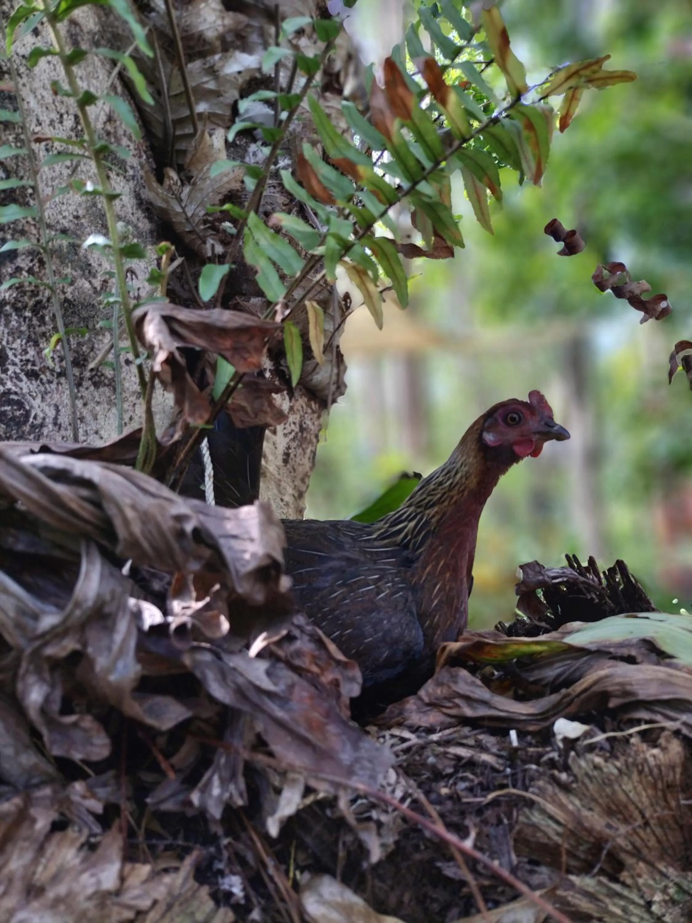 Natural landscape in Baan Hotelier Resort