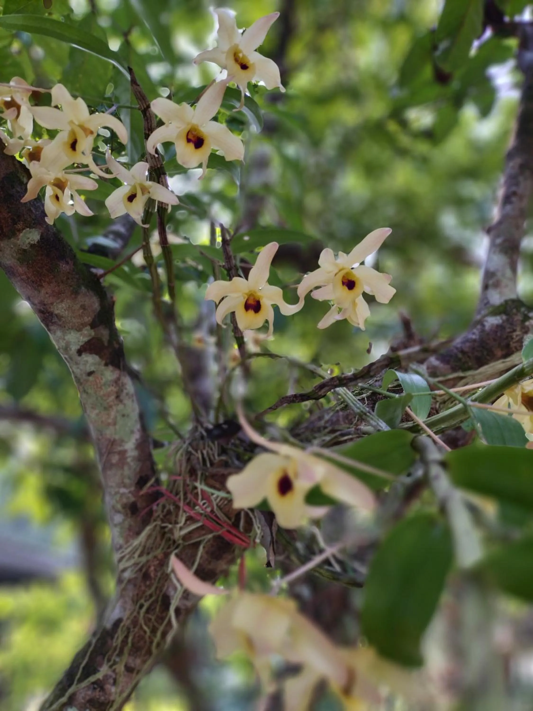 Natural landscape in Baan Hotelier Resort