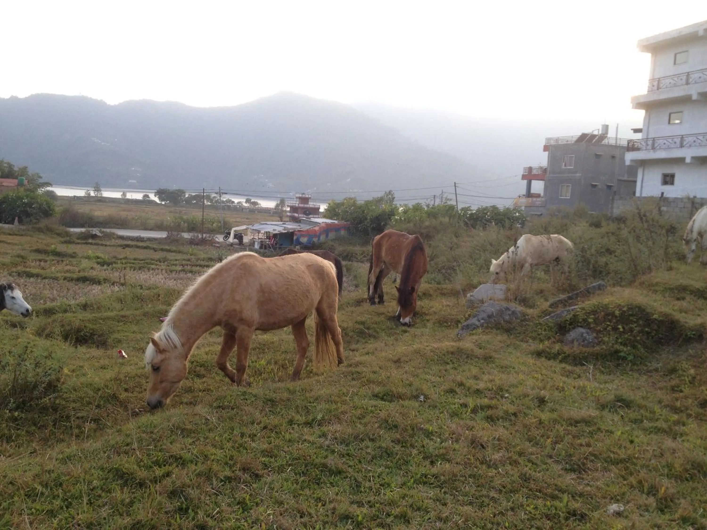 Horse-riding in My beautiful cottage in pokhara