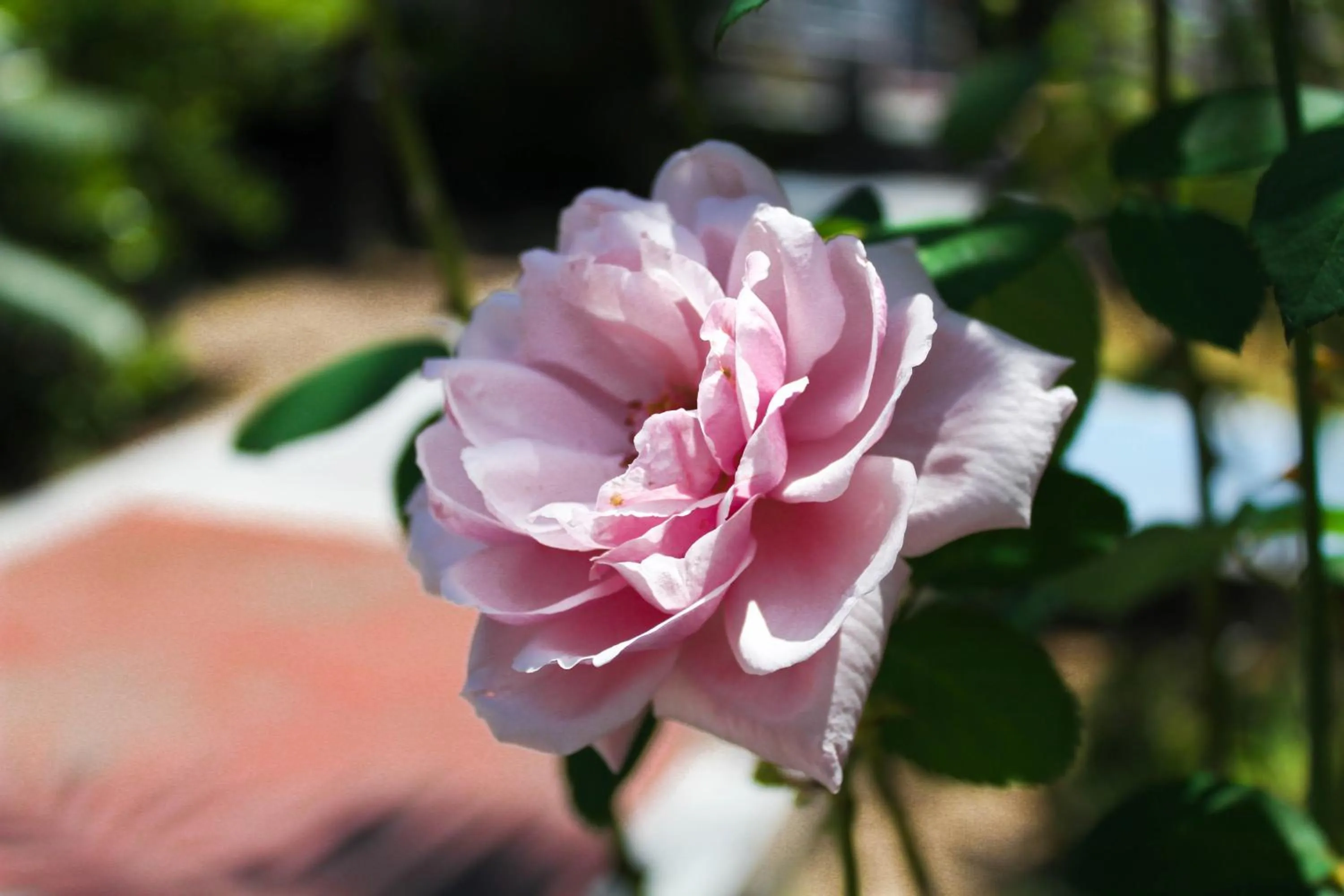 Natural landscape in Caruaru Park Hotel