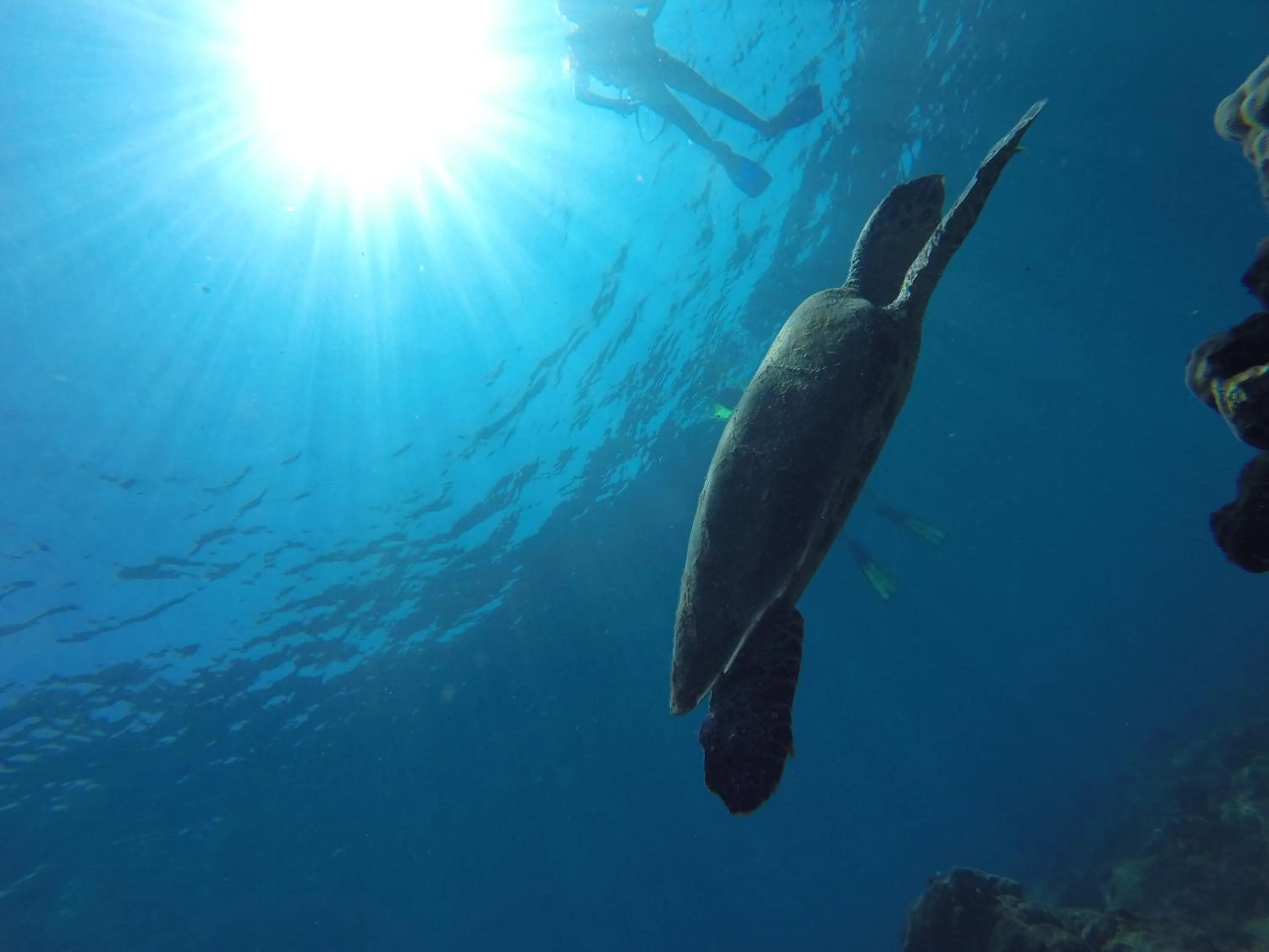 Snorkeling in Aguila de Osa Rainforest Lodge