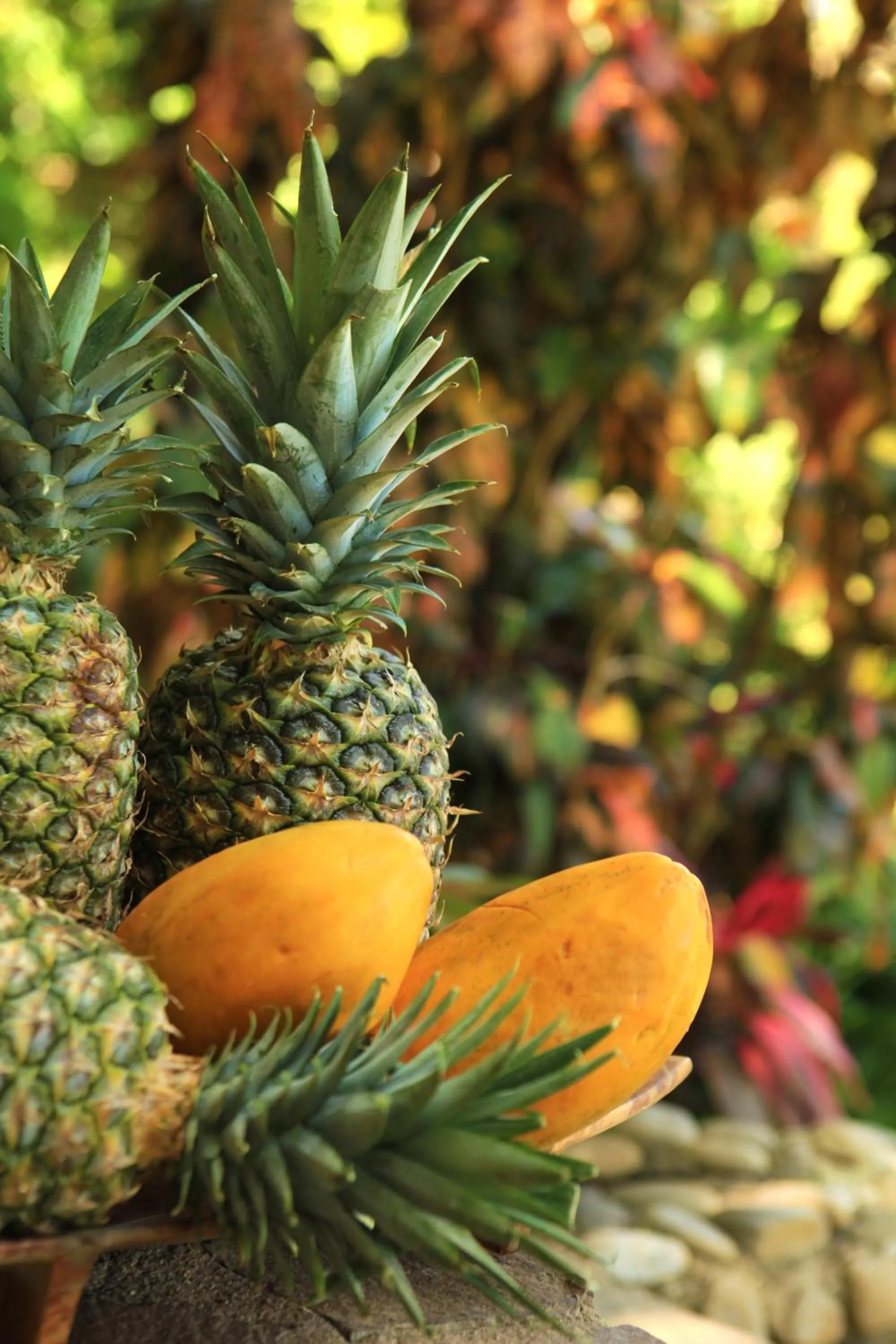 Food in Aguila de Osa Rainforest Lodge