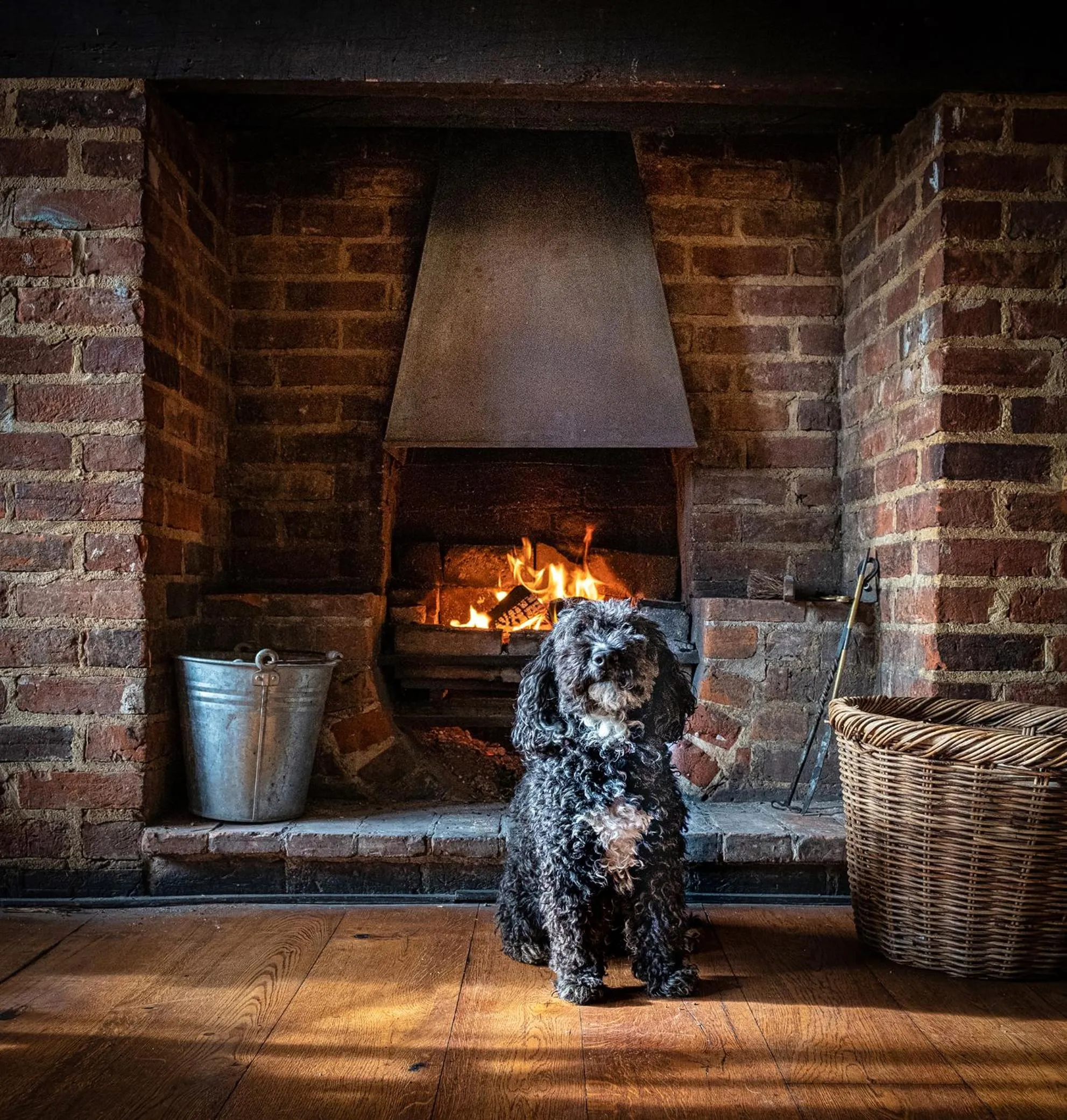 Pets in The Cricketers Clavering