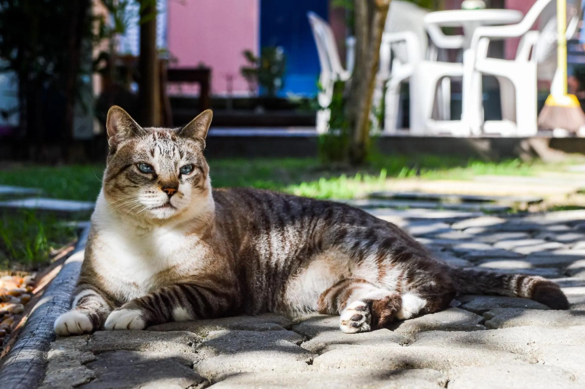 Pets in Morena Jambo