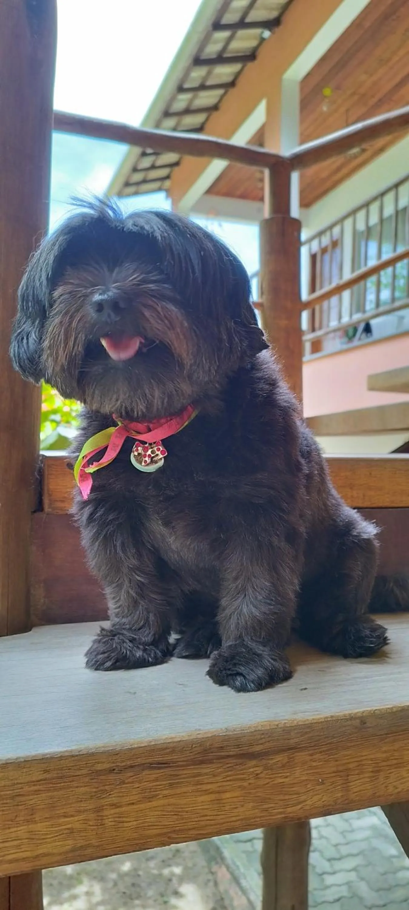 Pets in Morena Jambo