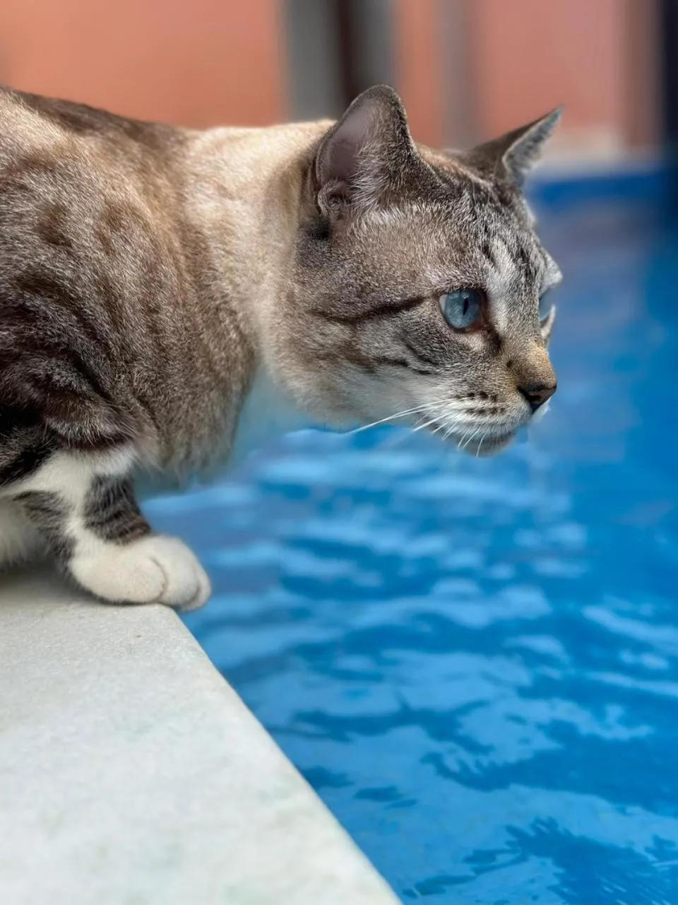 Pets in Morena Jambo