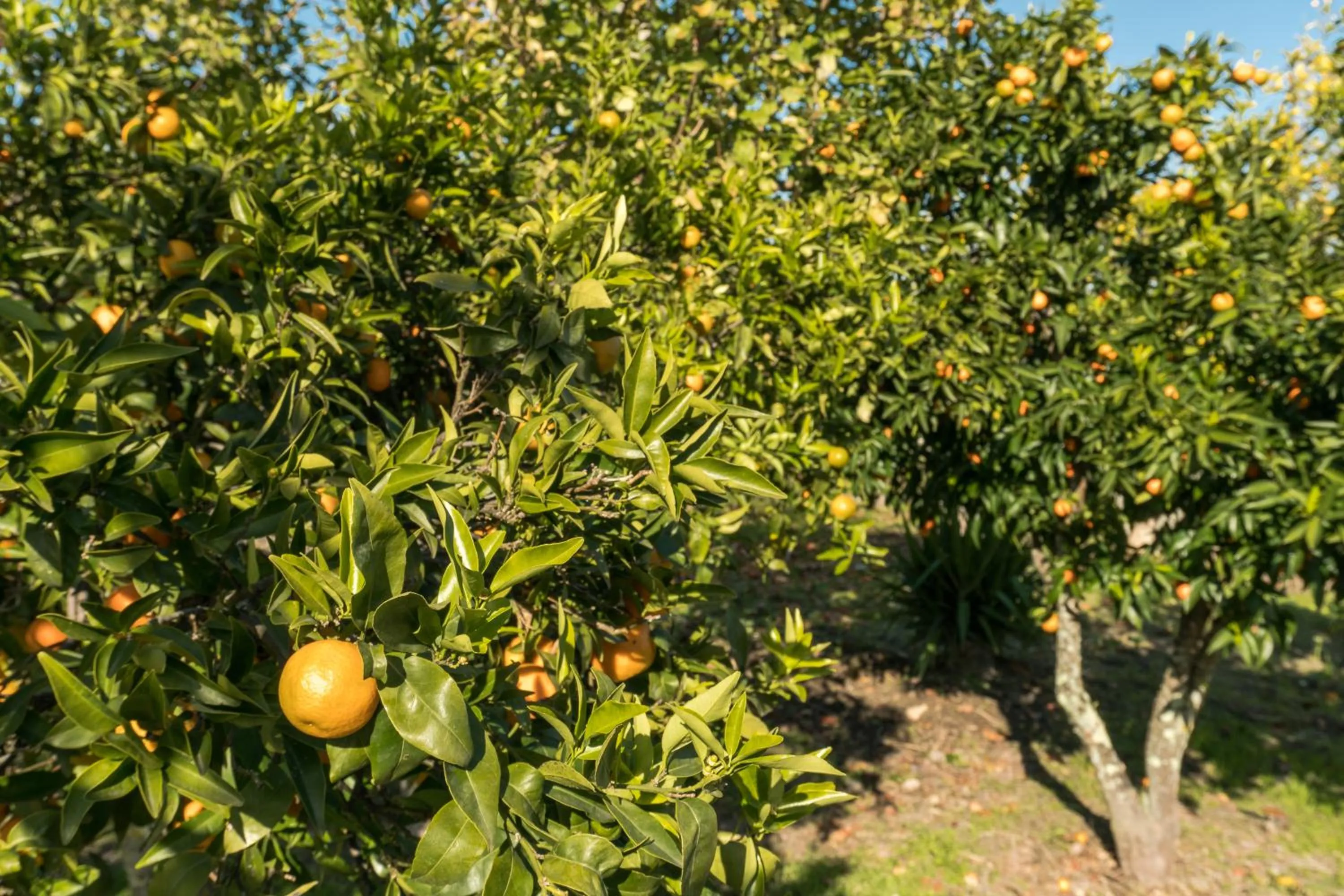 Garden in Hotel Estrela Da Idanha