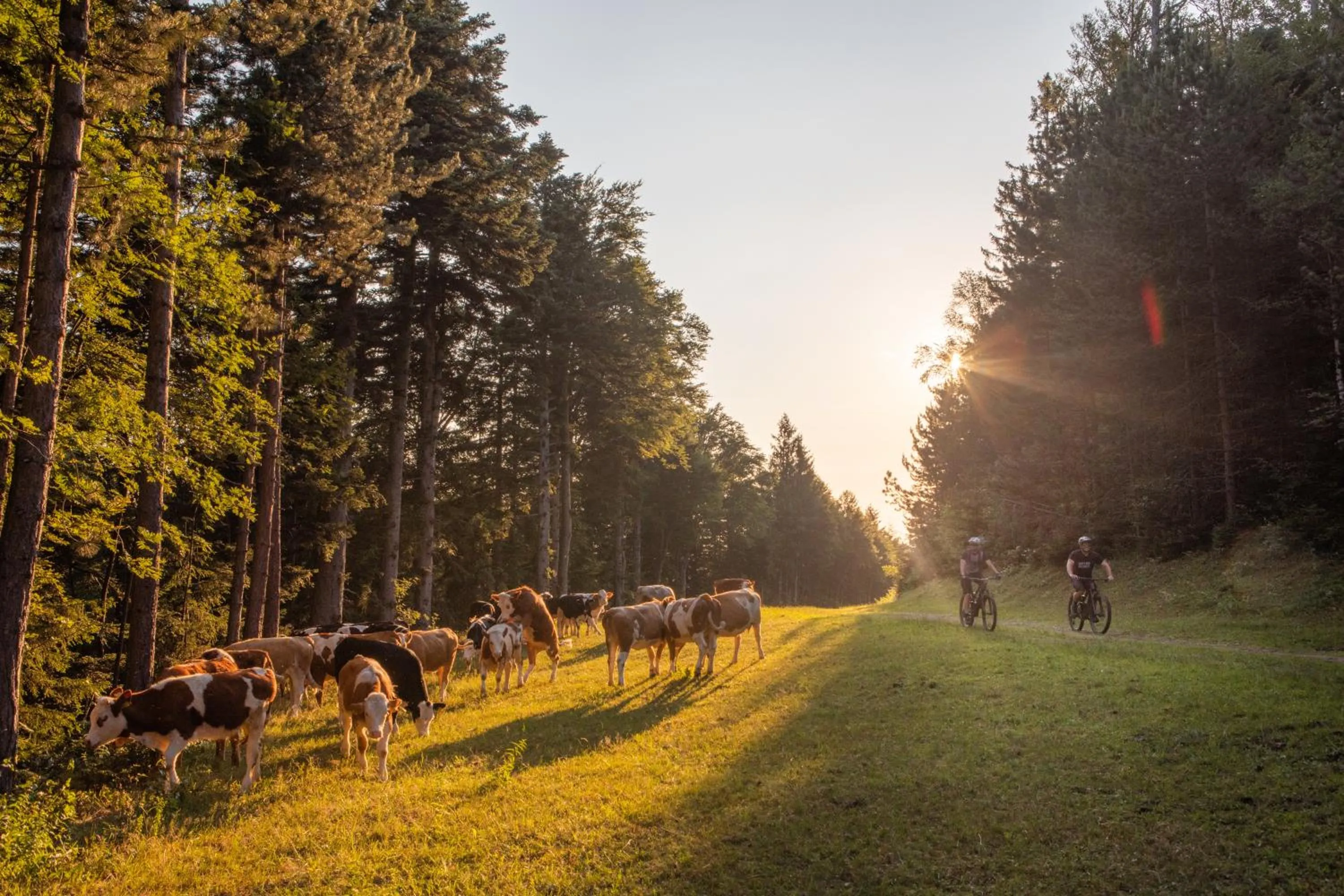 Natural landscape in Pohorje Village Wellbeing Resort - Wellness & Spa Hotel Bolfenk
