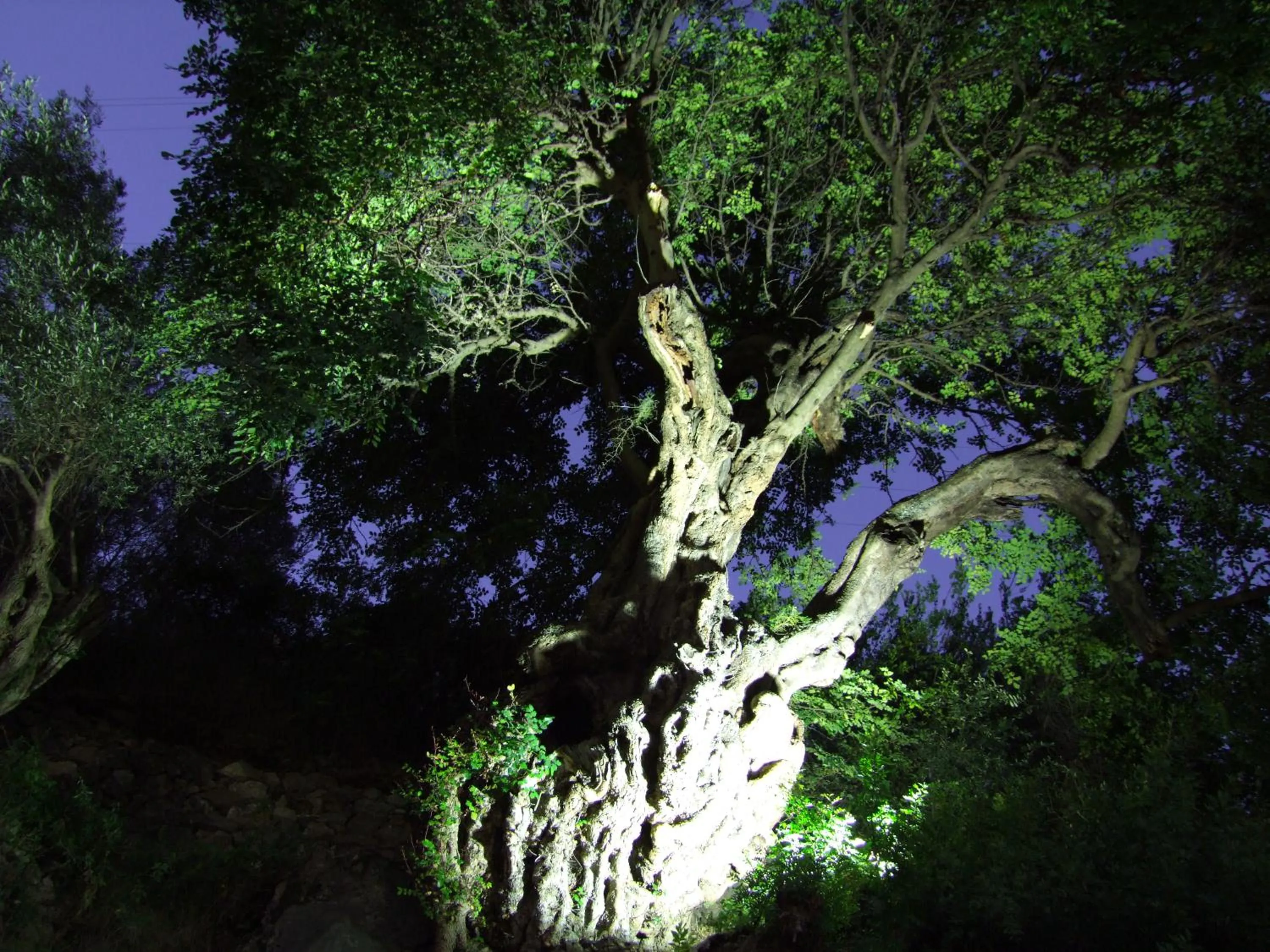 Garden in Hotel La Carruba