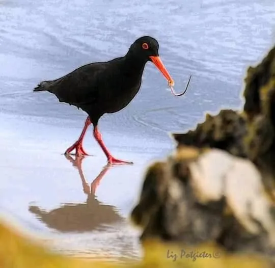 Beach in Anchor's Rest
