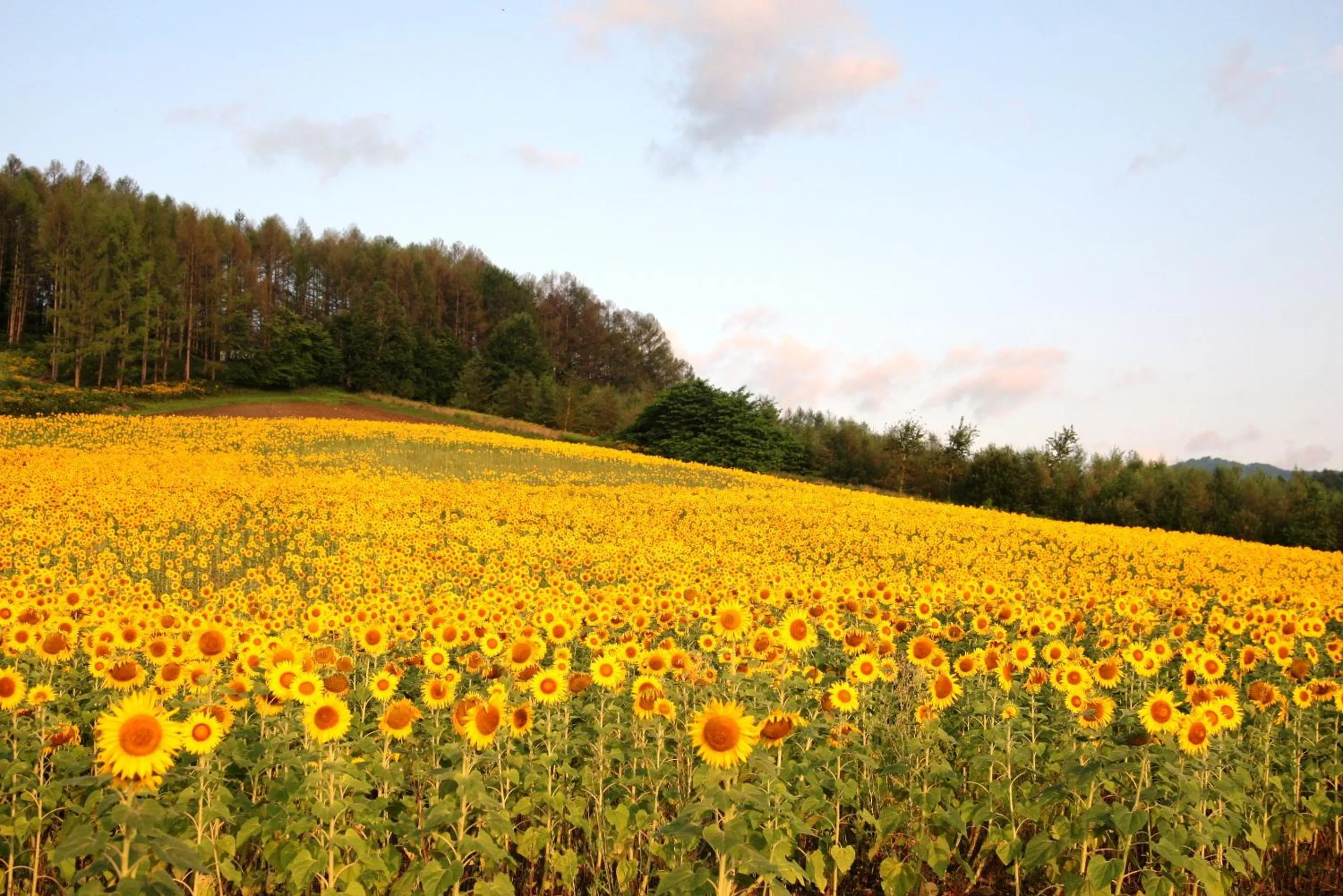 Day in Pension Hoshi Ni Negaiwo