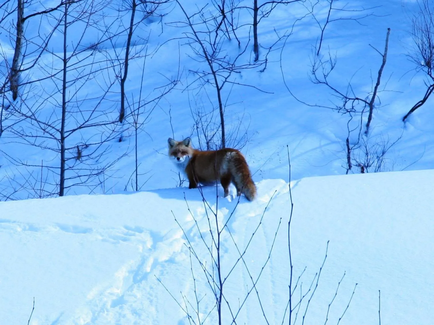 Day in Pension Hoshi Ni Negaiwo