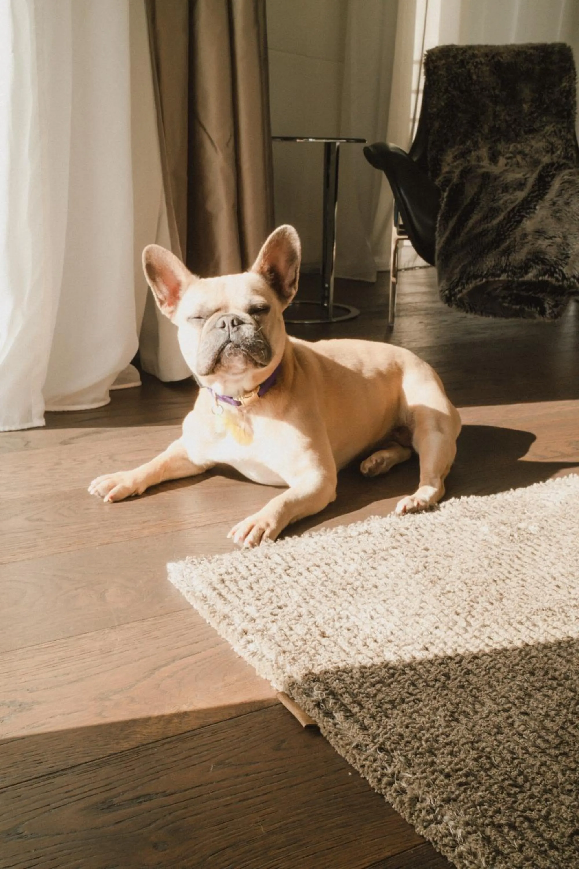 Pets in ME London by Melia - Covent Garden