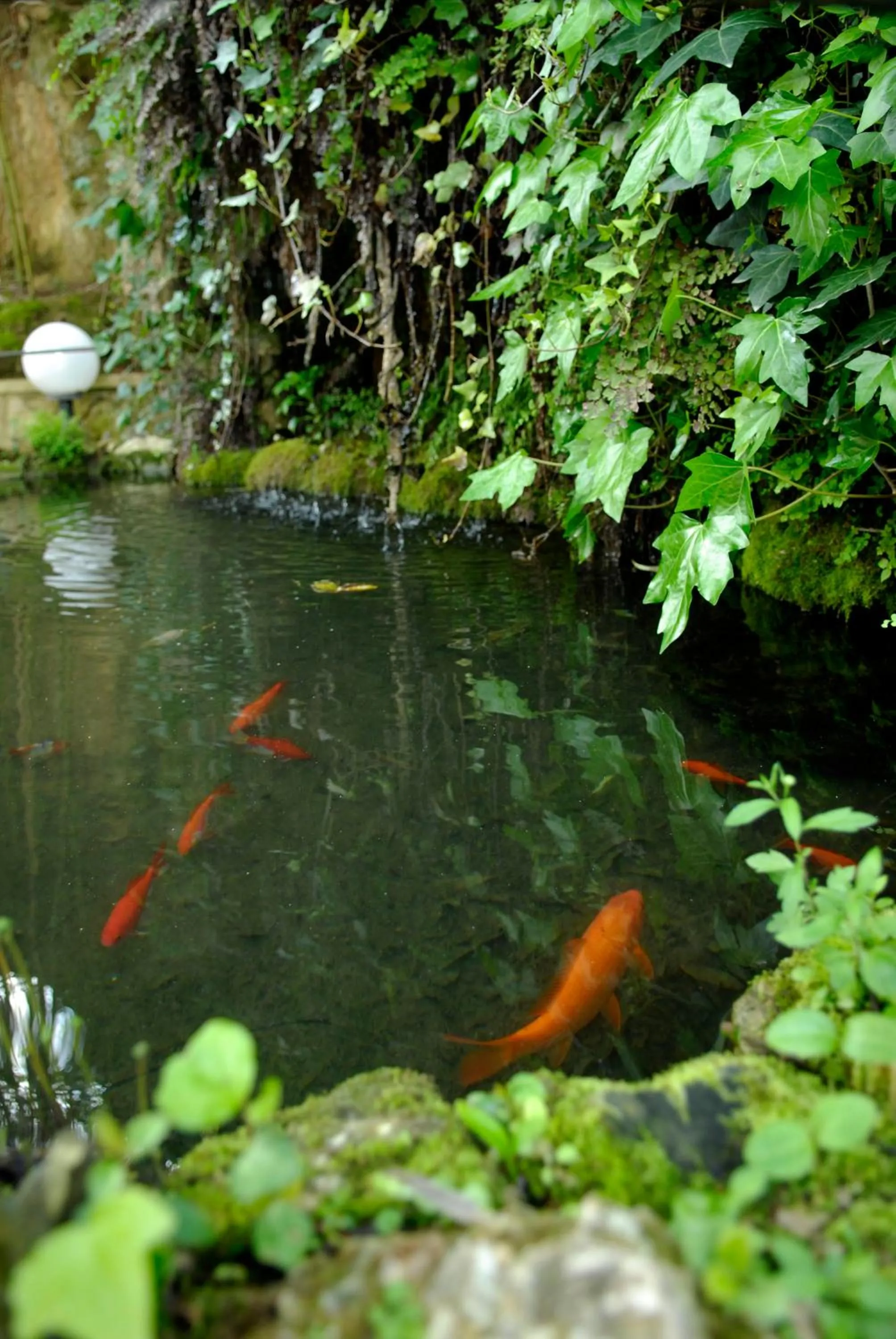 Animals in Challet Fonte Nova