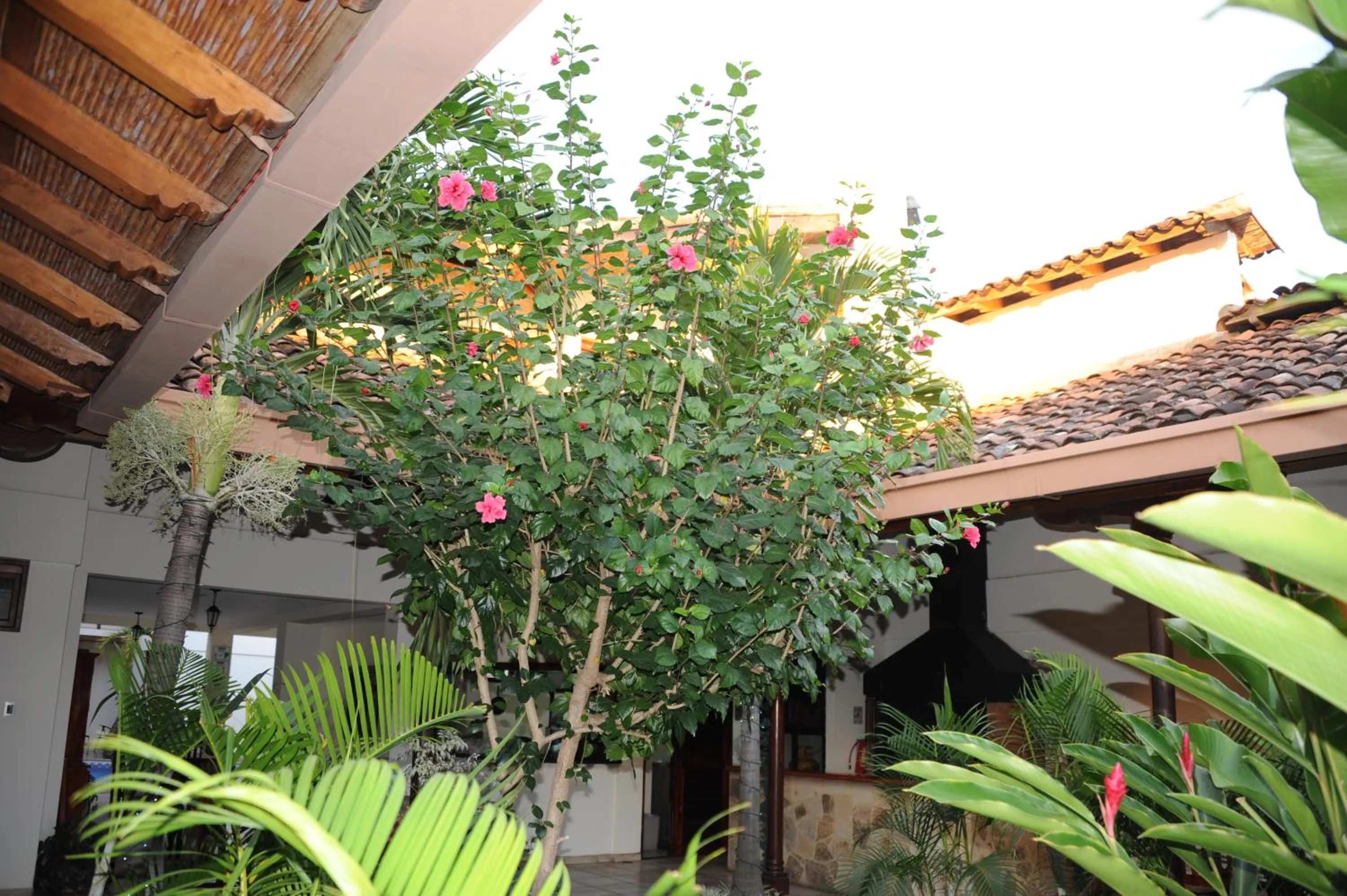 Garden in El Almirante